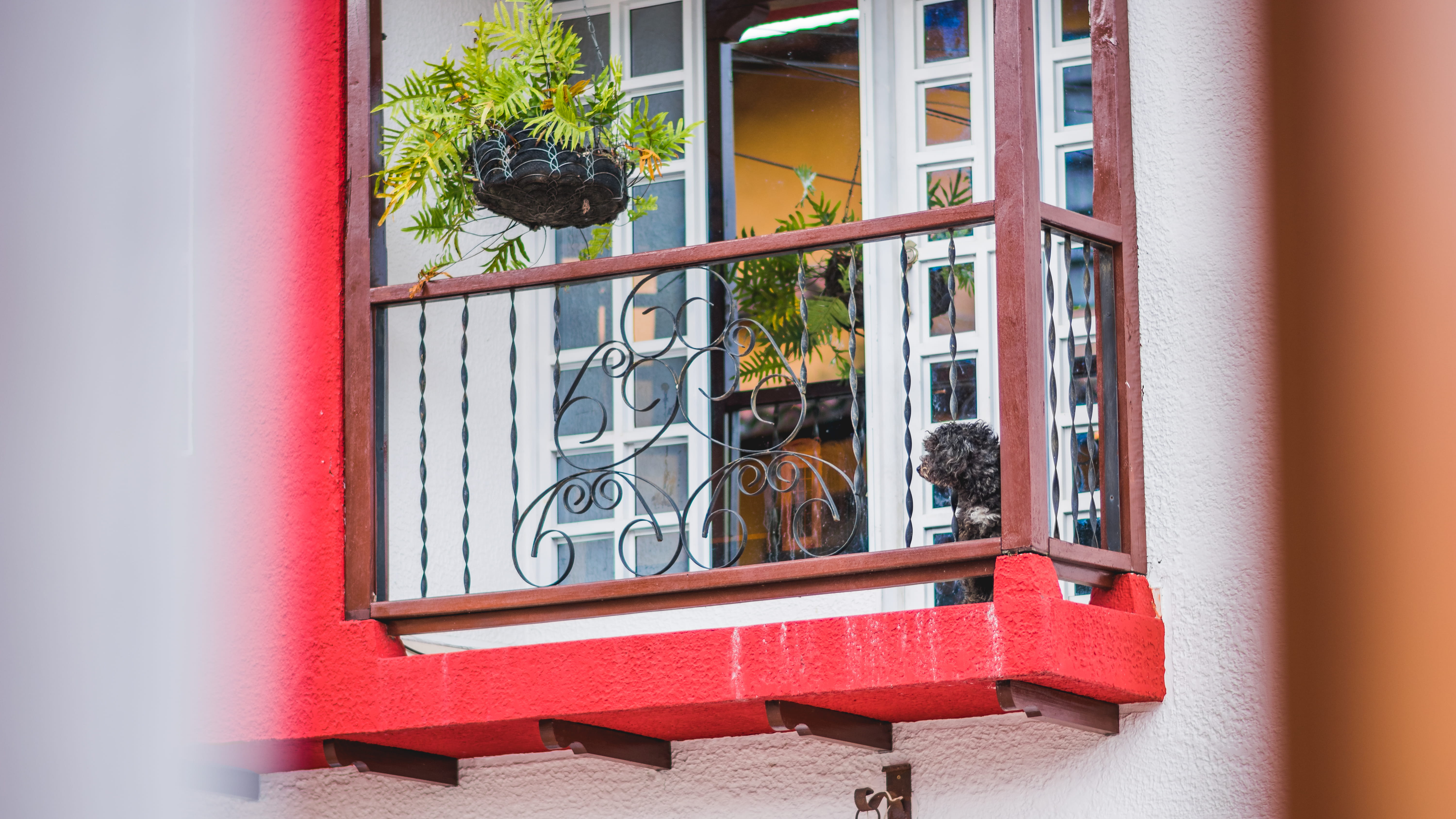 glass - material, nature, dog, built structure, no people, colombia, residential district, building, building exterior, potted plant, brick, plant, window sill, HD Wallpaper