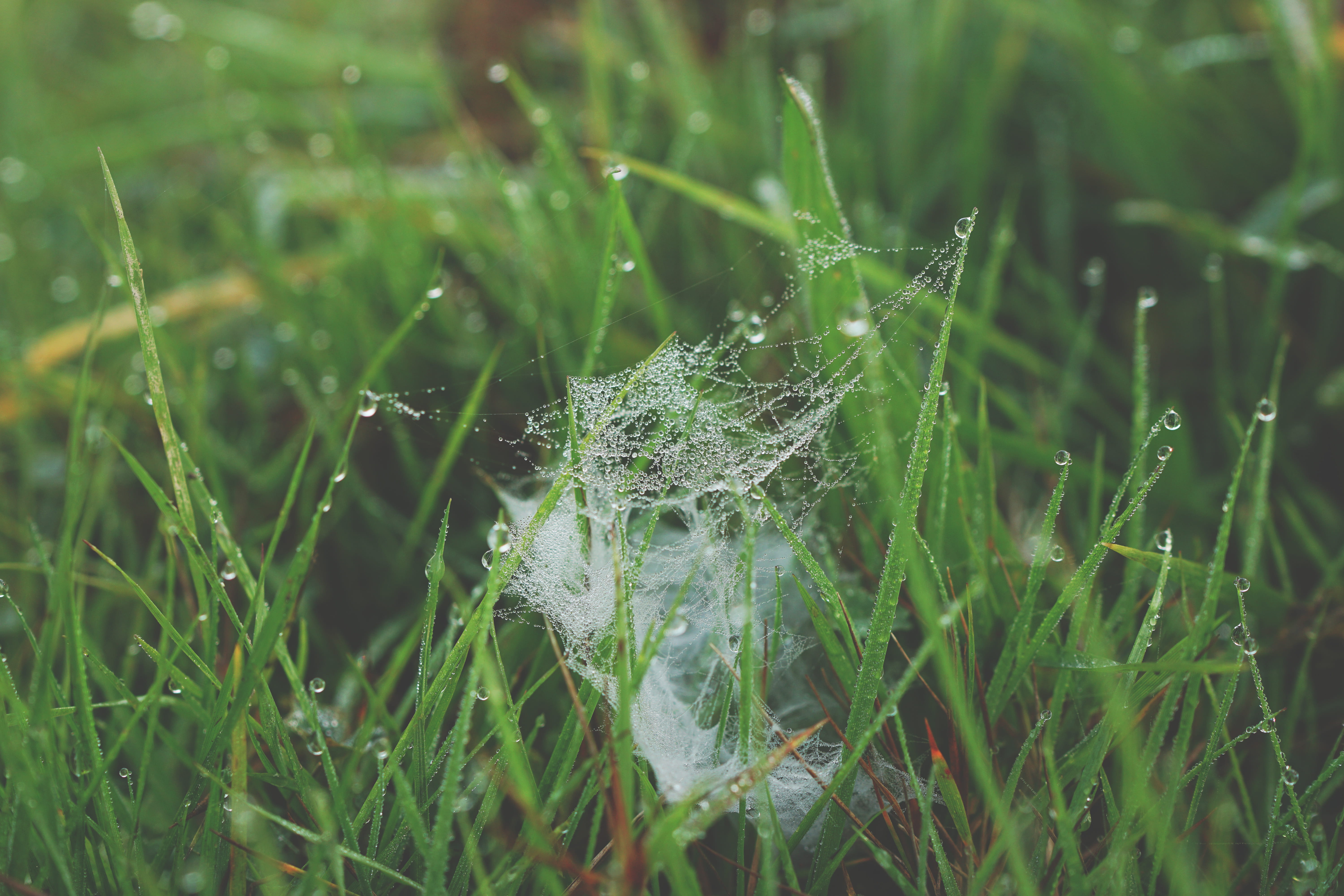 web, plant, outdoors, fragility, water, vulnerability, rain, focus on foreground, wet, spider, 5K, dew, grass, blade of grass, green, dinan, spider web, HD Wallpaper