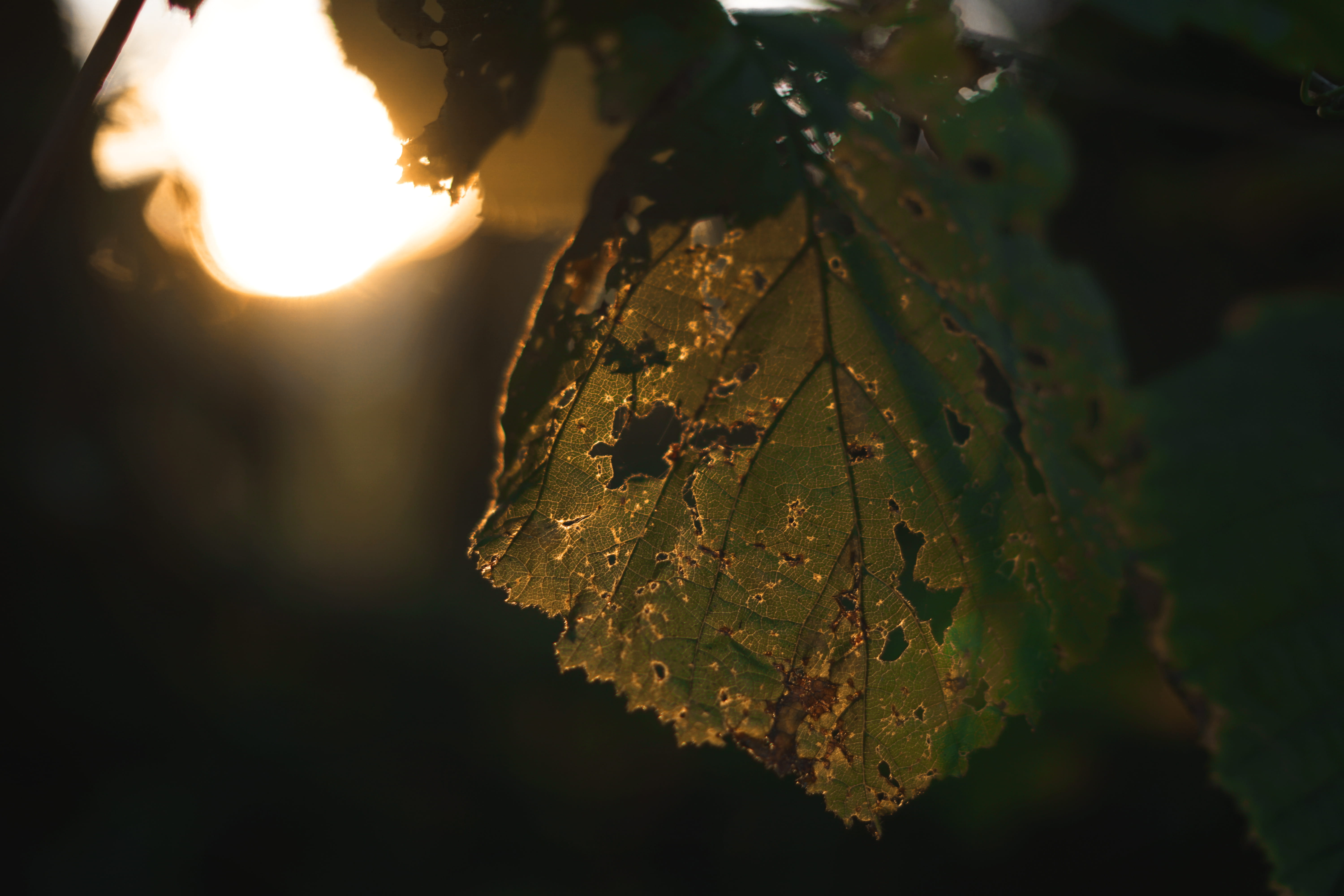 hole, drop, water, plant, leaves, plant part, sun, cells, outdoors, beauty in nature, dying, no people, bokeh, france, transparency, colors, autumn, forest, HD Wallpaper