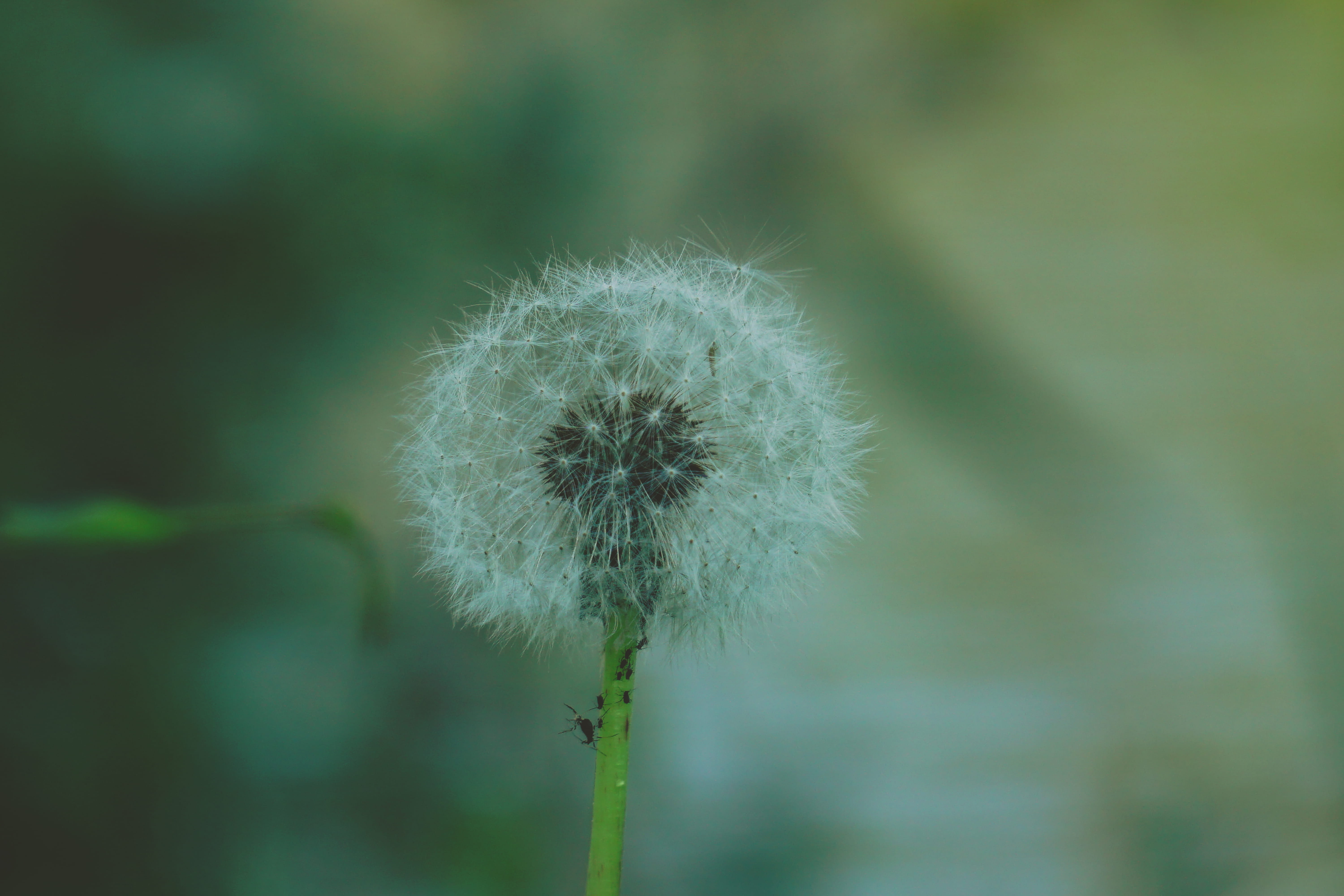 day, macro, softness, beauty in nature, plant stem, dandelion seed, fragility, summer, green, stem, focus on foreground, freshness, france, plant, insect, HD Wallpaper