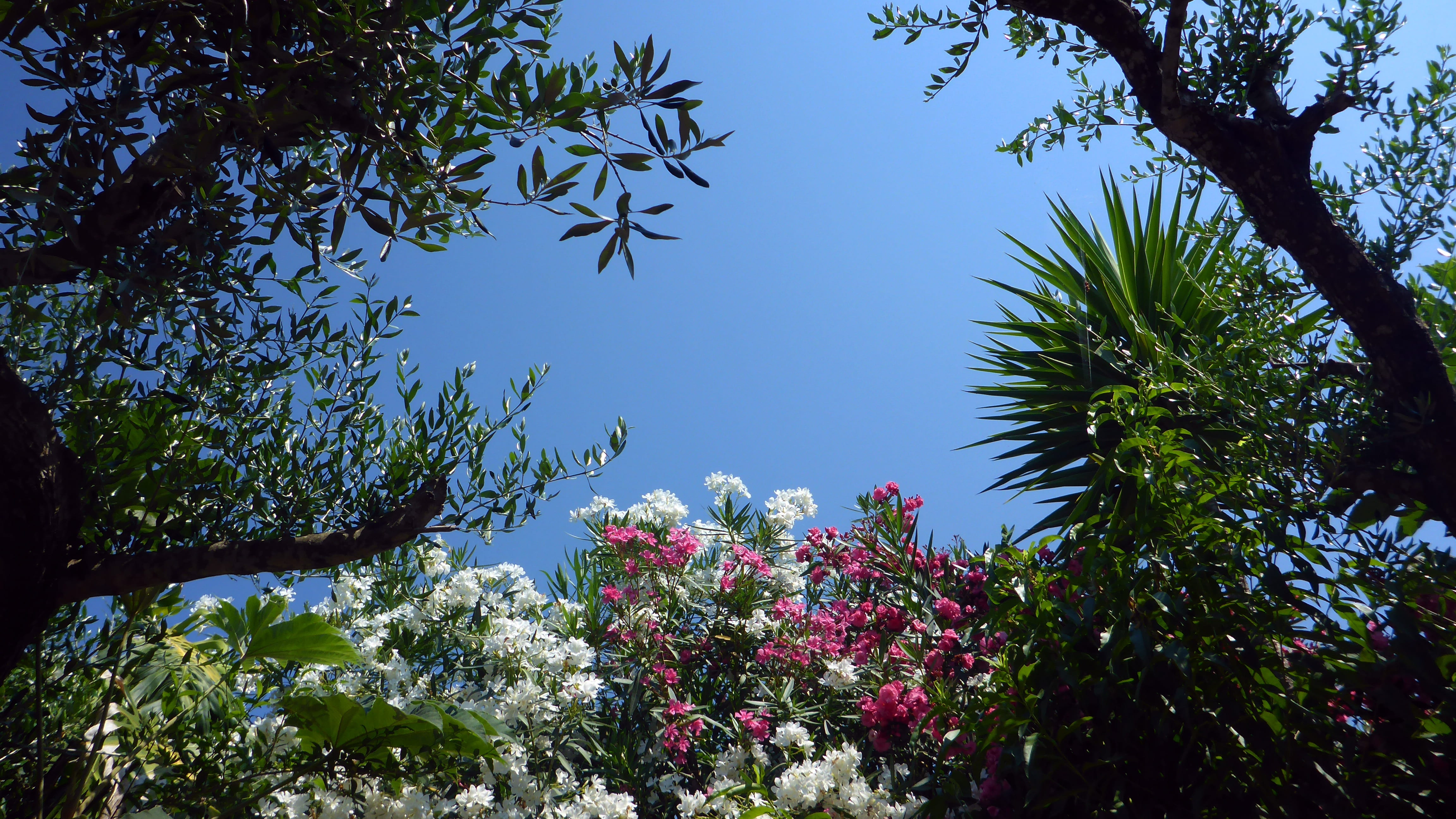 freshness, tranquility, blue sky, green plant, bloom, tree, corfu, leaf, greece, outdoors, blue, clear sky, plant, nature, low angle view, flowering plant, HD Wallpaper