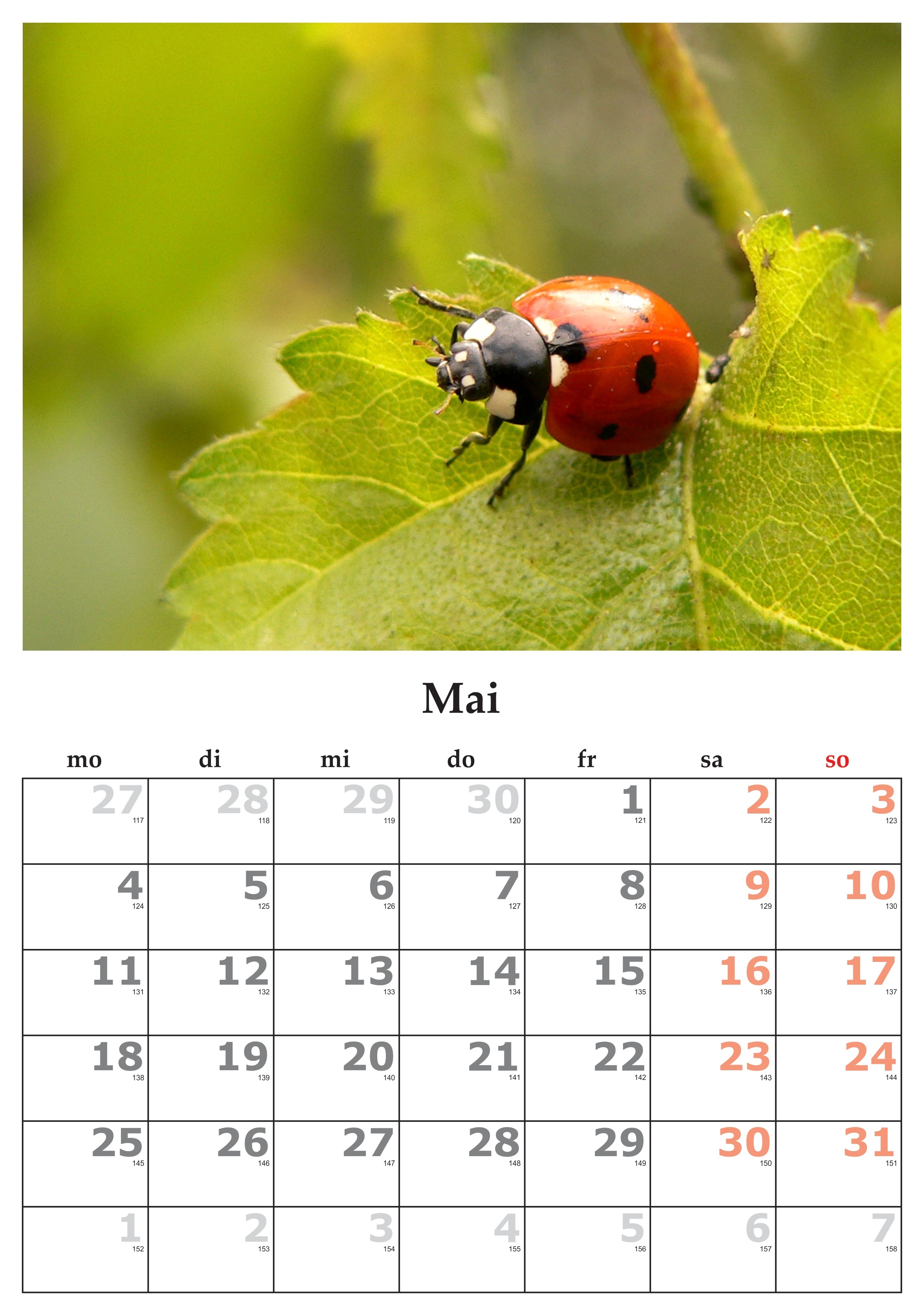 green color, black, animal, may 2015, ladybug, leaf, animals in the wild, close-up, nature, 2K, animal themes, transfer print, insect, animal wildlife, Phone HD Wallpaper