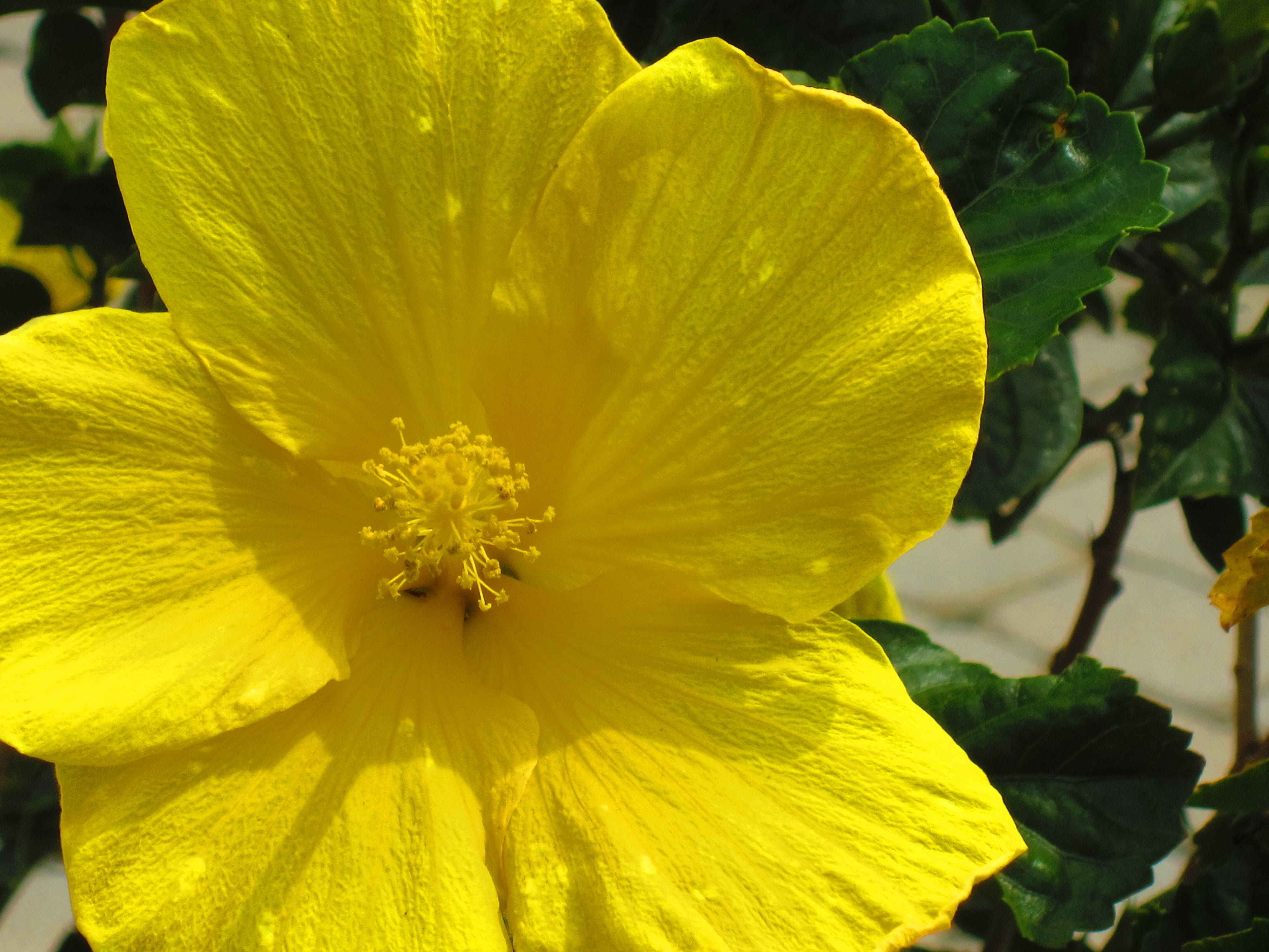 spring, 4K, freshness, petal, flower, buttercup, petals, nature, inflorescence, vulnerability, yellow, growth, fragility, beauty in nature, pollen, plant, HD Wallpaper