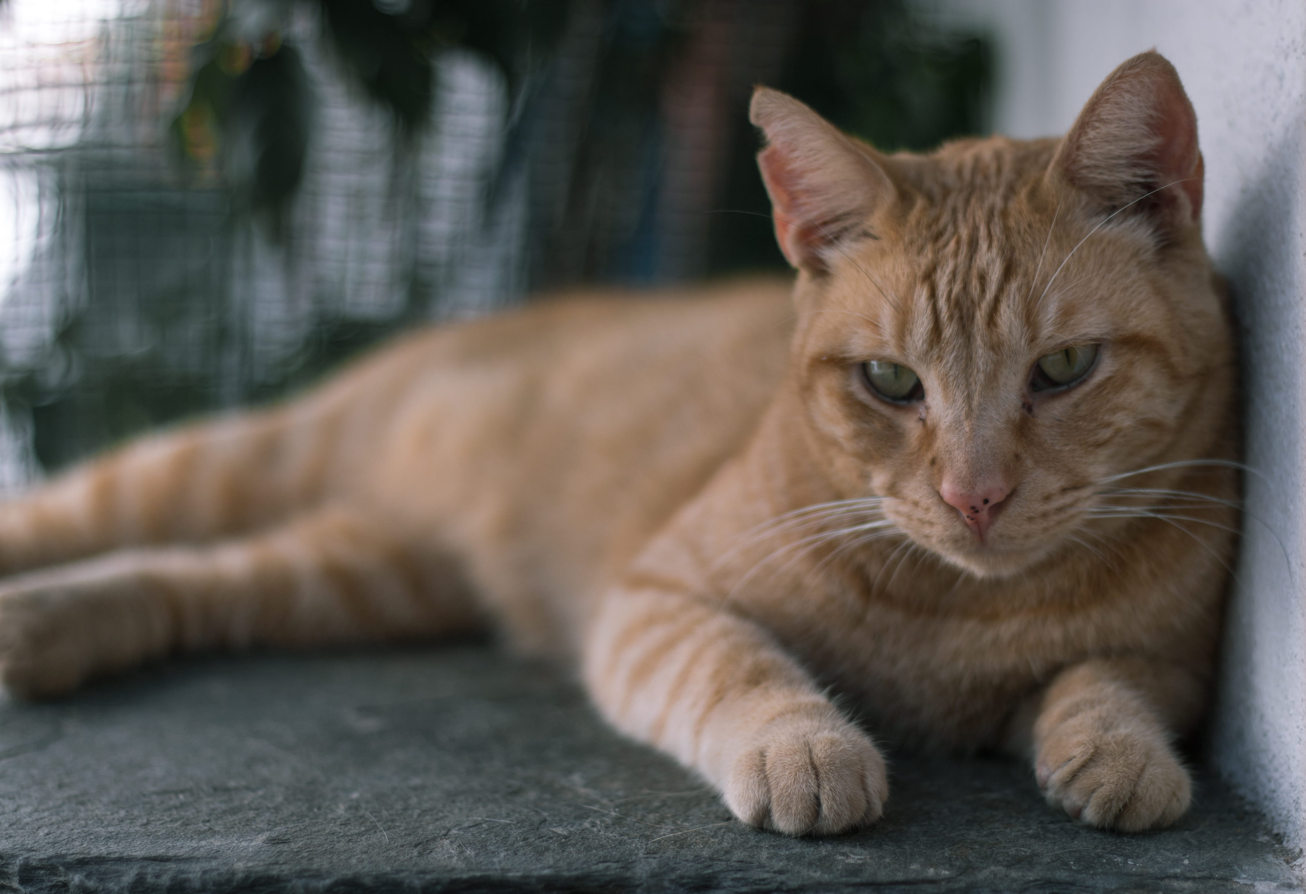 cadaqués, photography, bokeh, ginger cat, feline, animal head, cat, eyes, cadaques, spain, 4K, vilage, close-up, domestic animals, catalonia, whisker, HD Wallpaper