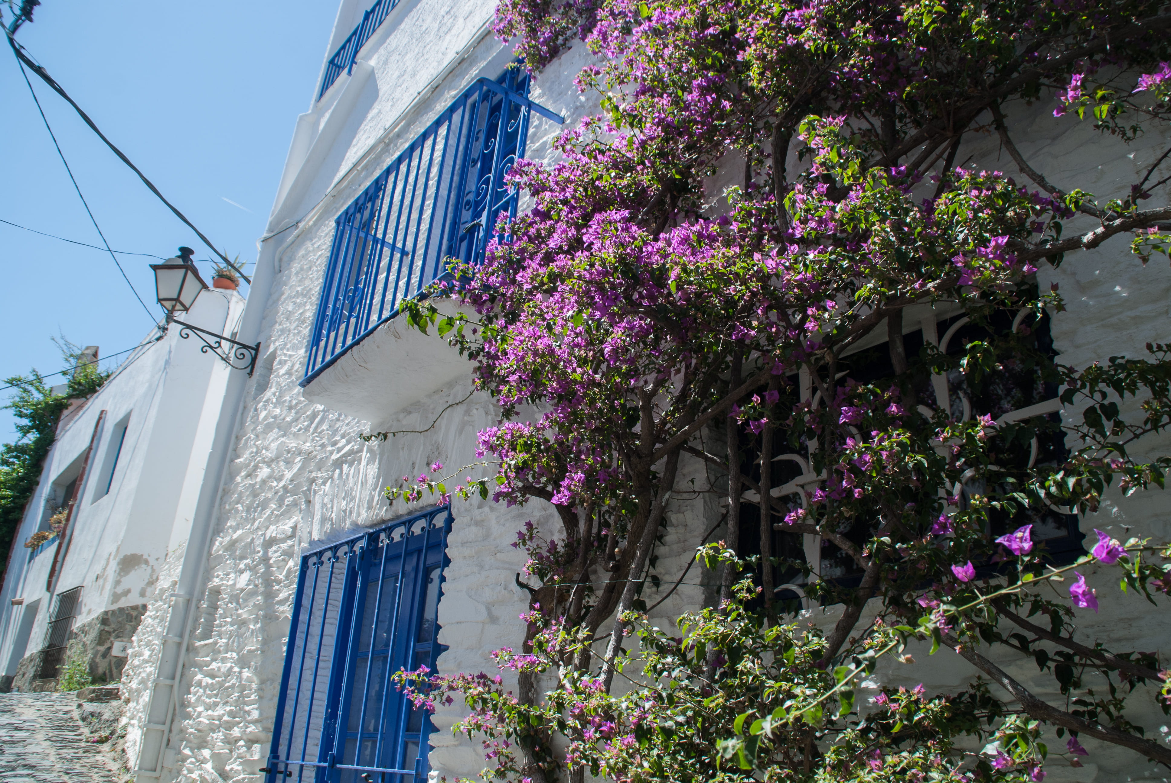building, building exterior, flower, low angle view, outdoors, vulnerability, 4K, no people, freshness, purple, growth, mediterranean, flowering plant, HD Wallpaper