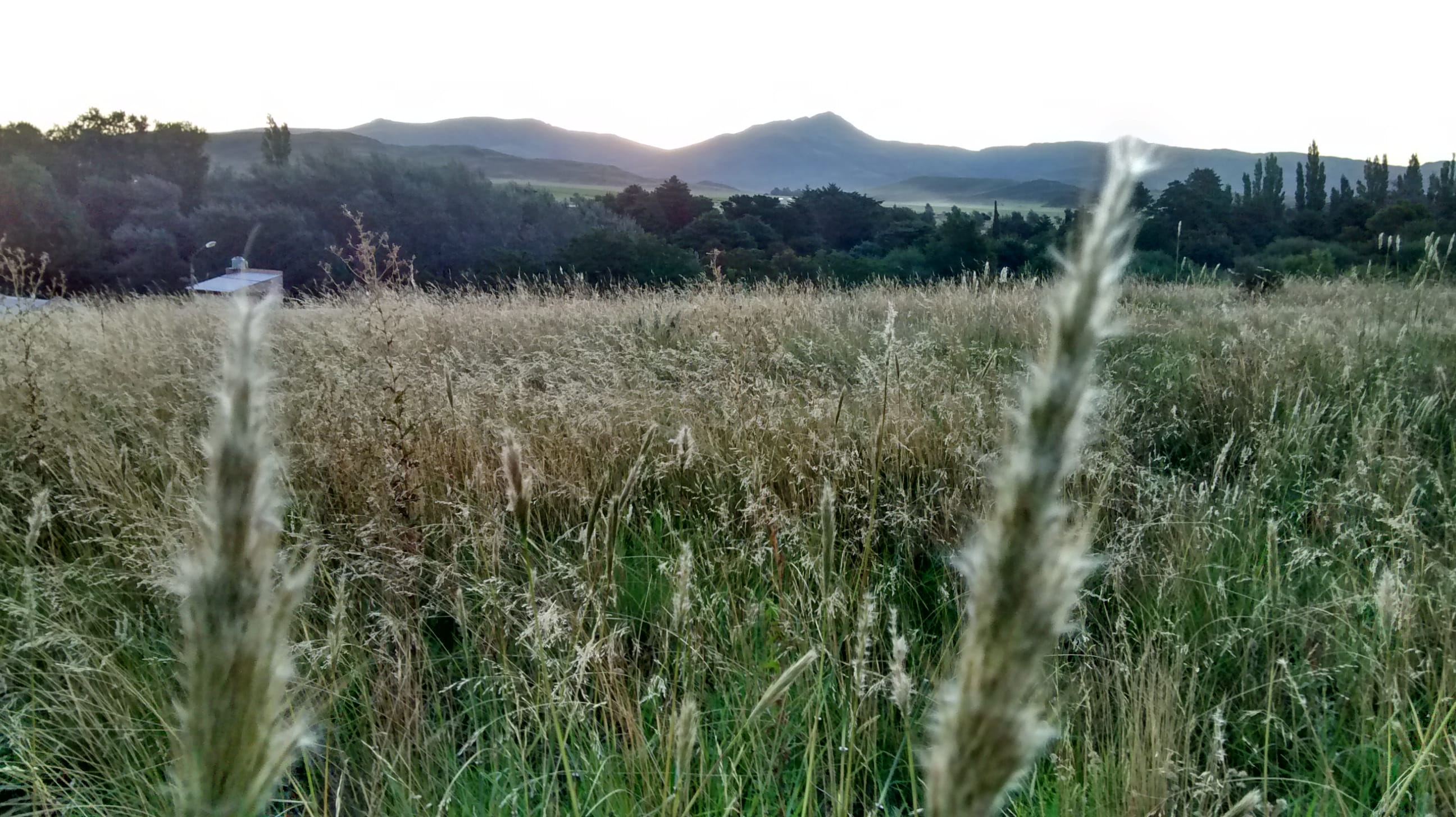 argentina, growth, sierra de la ventana, nature, 2K, day, land, plant, environment, tree, tranquility, grass, non-urban scene, landscape, sky, tranquil scene, HD Wallpaper