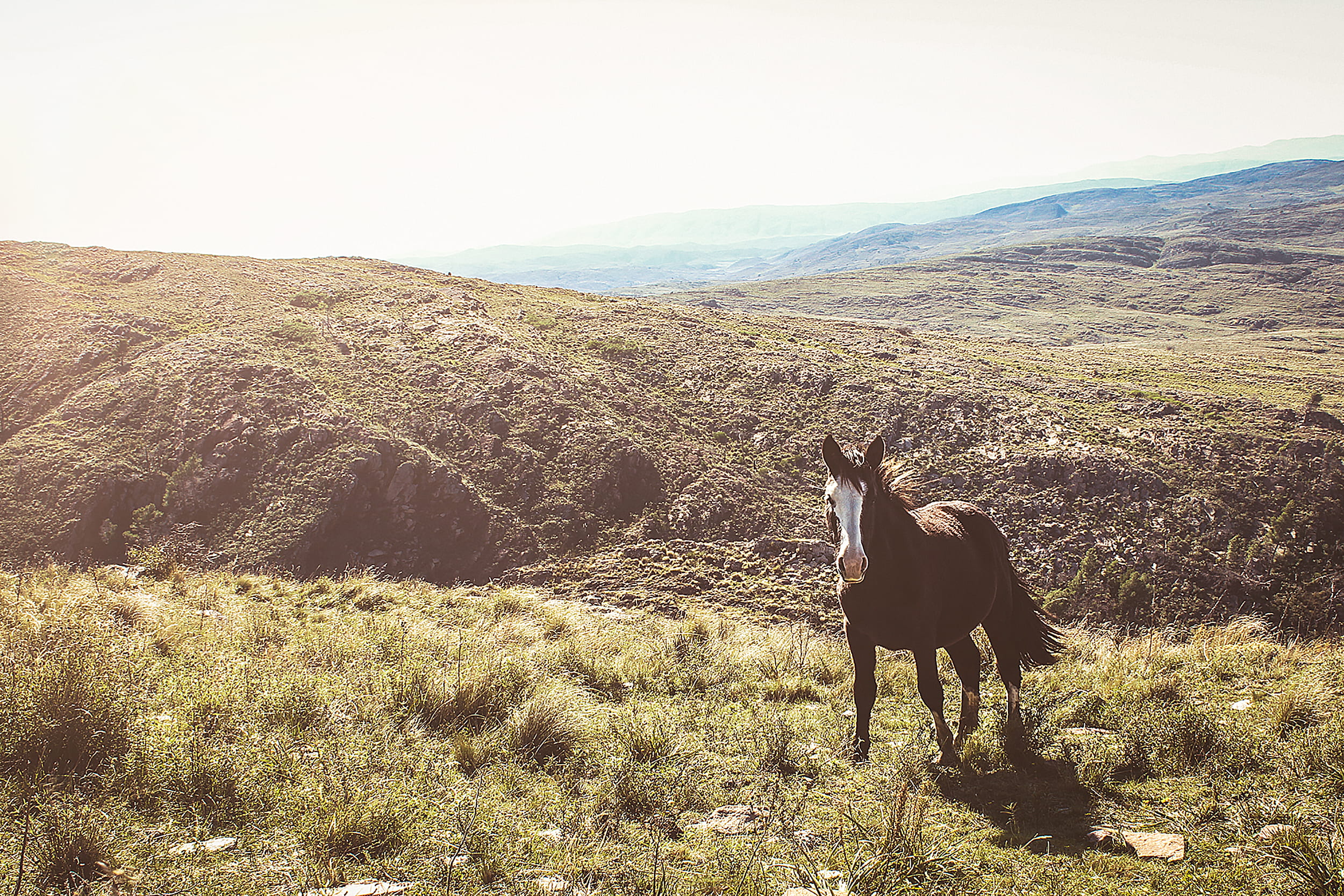 mpuntains, argentina, plant, outdoors, 1080P, landscape, domestic, horse, one animal, animal wildlife, animal, wild, pets, vertebrate, nature, herbivorous, HD Wallpaper