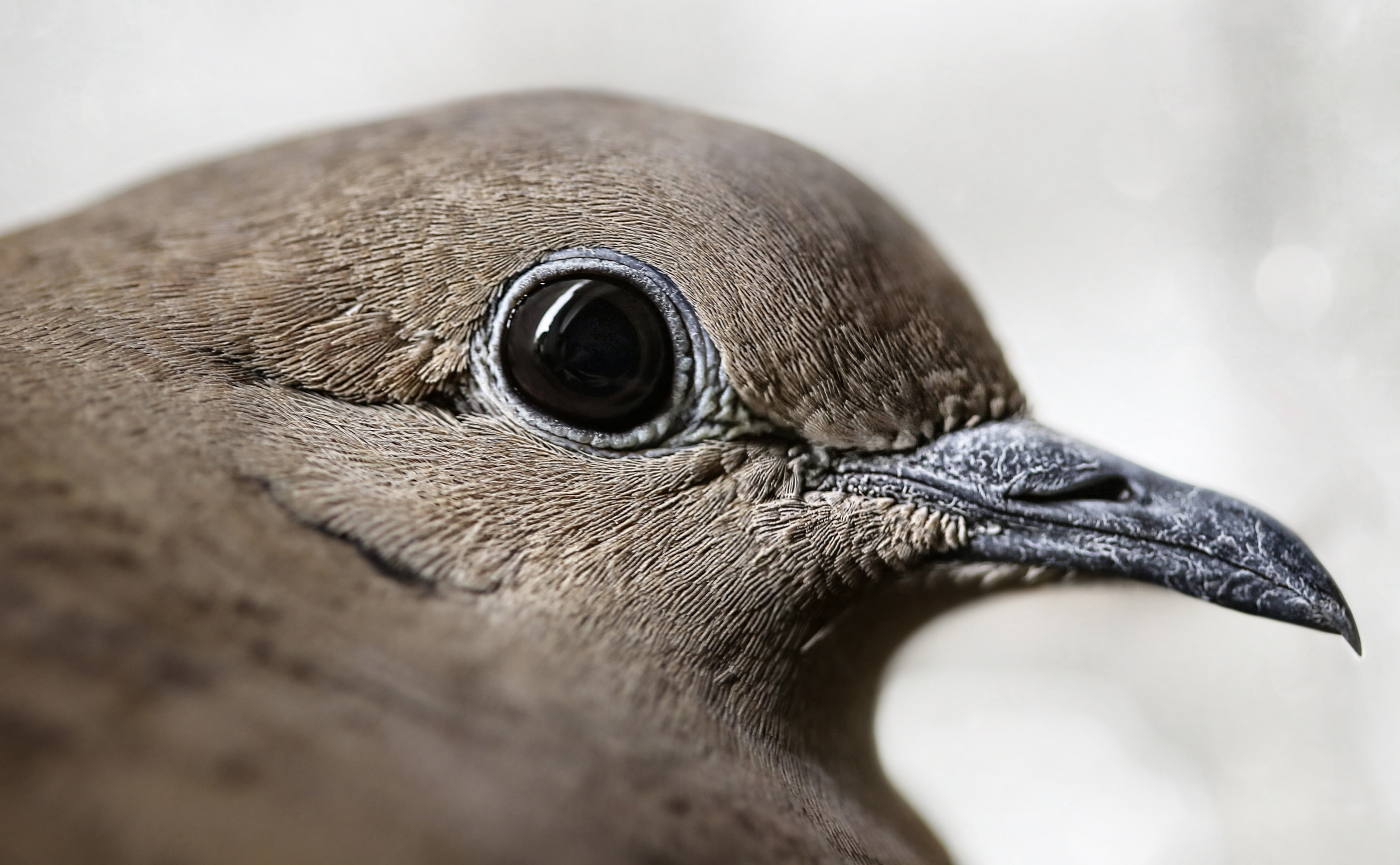ventana, extreme close-up, Bird, Portrait, one animal, animal, day, columbinapicui, animal eye, whisker, side view, vertebrate, selective focus, animal themes, HD Wallpaper