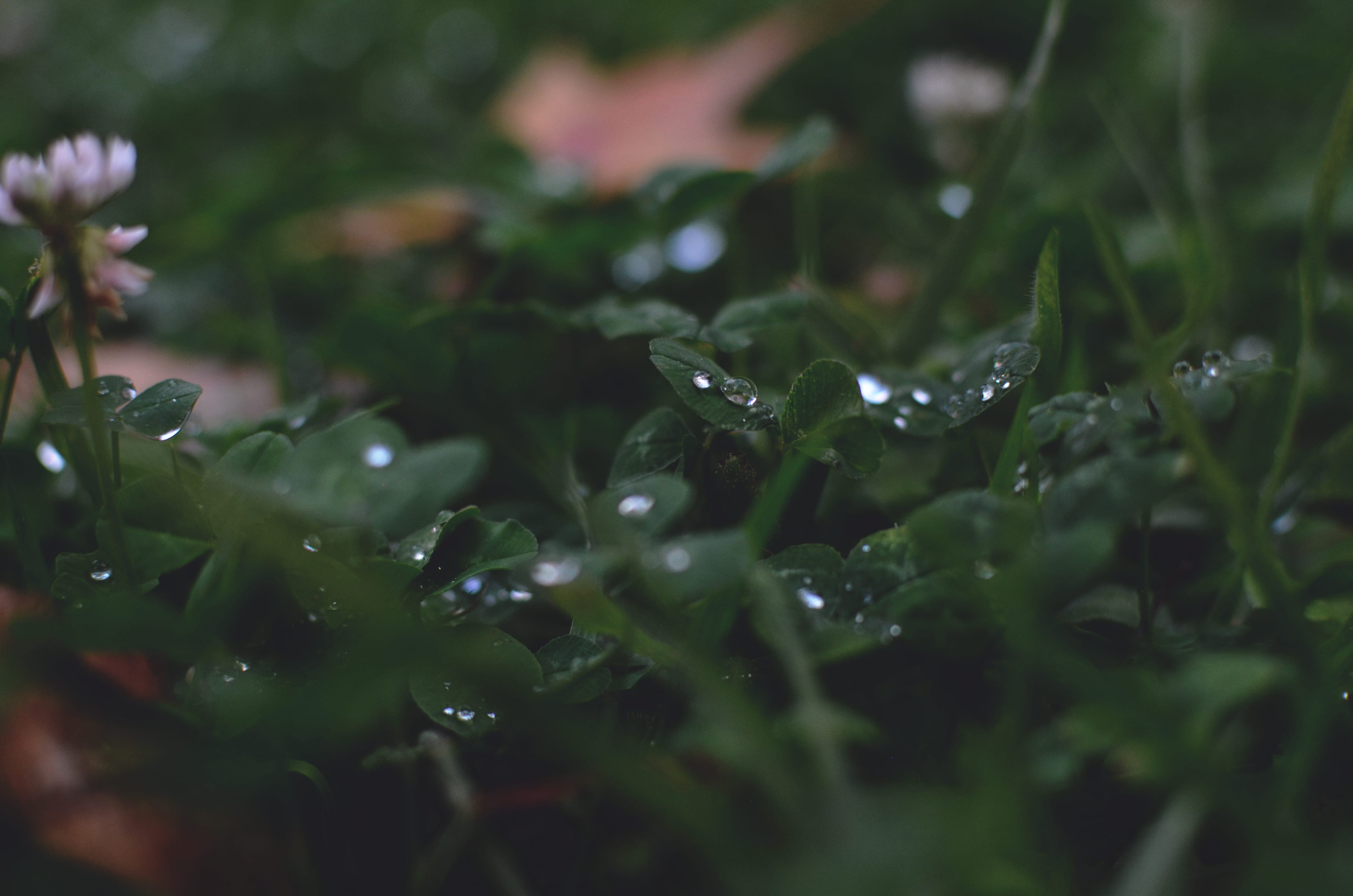 pueblo nuevo, morning, purity, day, macro, raindrop, blade of grass, linda vista university, rain, growth, leaf, nature, selective focus, rib, water, plant, HD Wallpaper