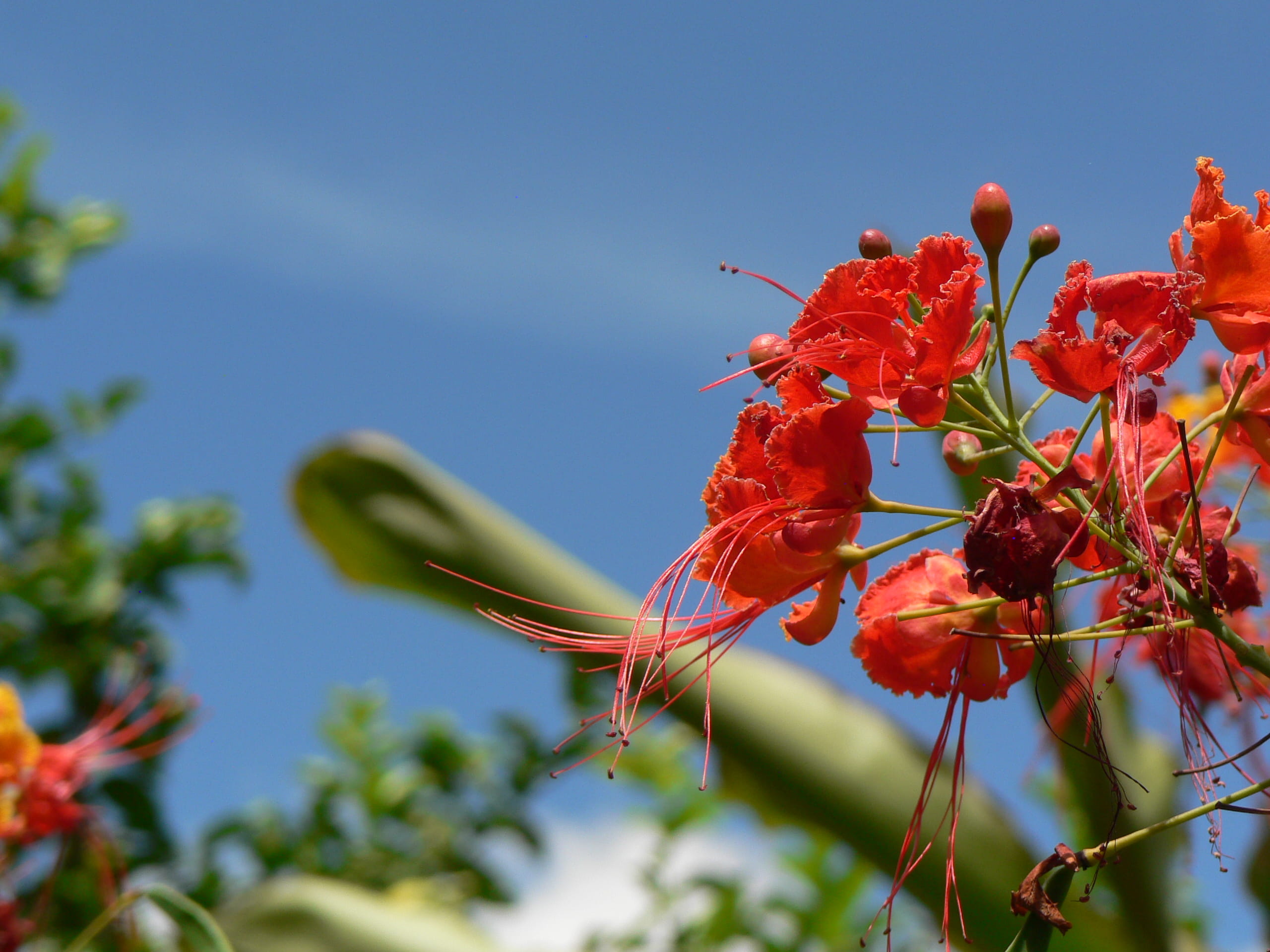 fragility, nature, colombia, low angle view, outdoors, 2K, day, red, beauty in nature, flor, flower head, plant, flower, vulnerability, naturaleza, focus on foreground, HD Wallpaper