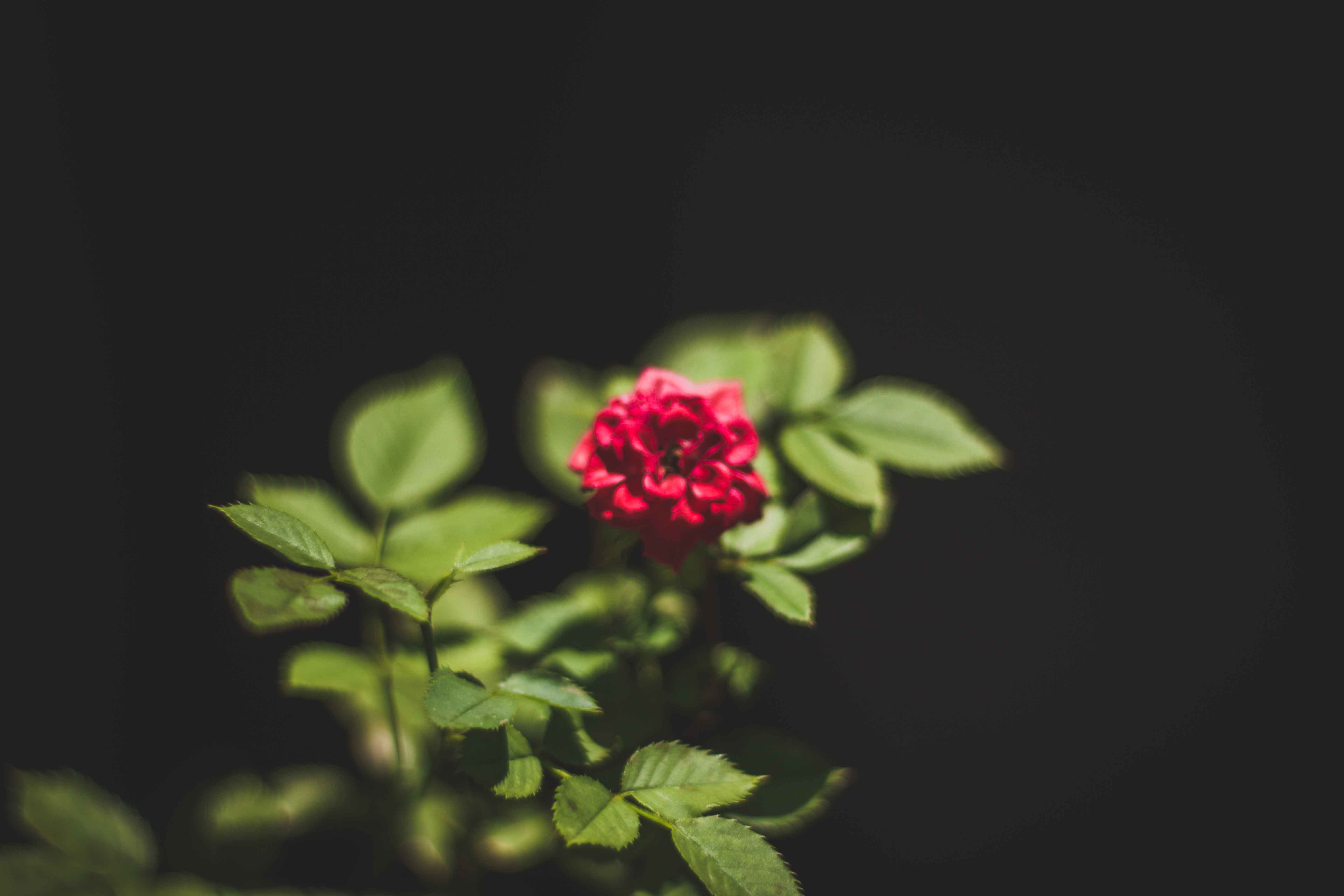outdoors, flower arrangement, leaf, no people, brasília, rosa, petal, natureza, close-up, fragility, plant, beauty in nature, plants, green color, flower head, HD Wallpaper