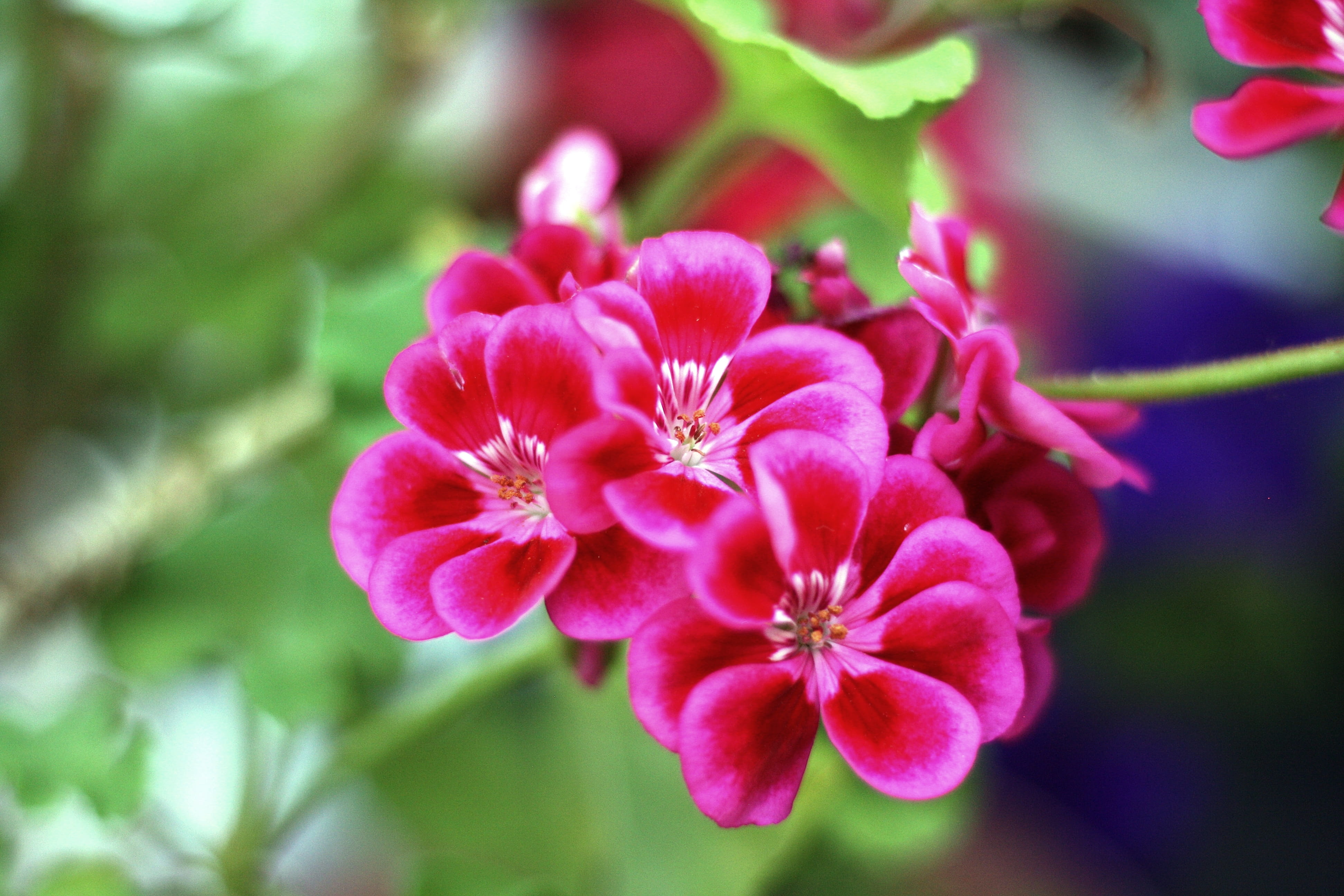 purple, petal, vulnerability, no people, day, focus on foreground, outdoors, beauty in nature, flower, pink color, pink plant, blur leaves, planta rosa, HD Wallpaper