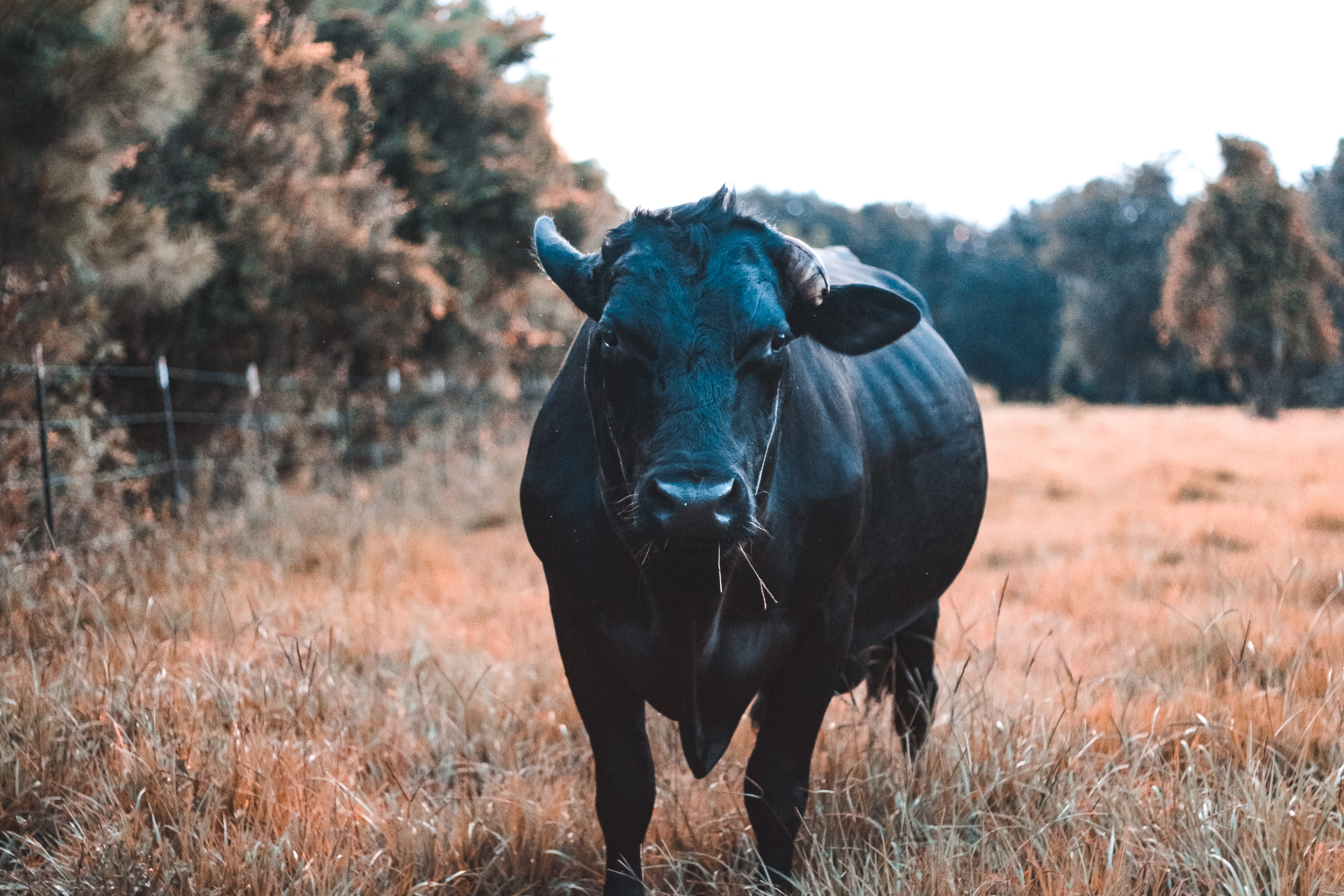 oviedo, cattle, day, vertebrate, cow, outdoors, forest, focus on foreground, ox, tree, angus, animals in the wild, vegetation, one animal, animal, spoke, HD Wallpaper