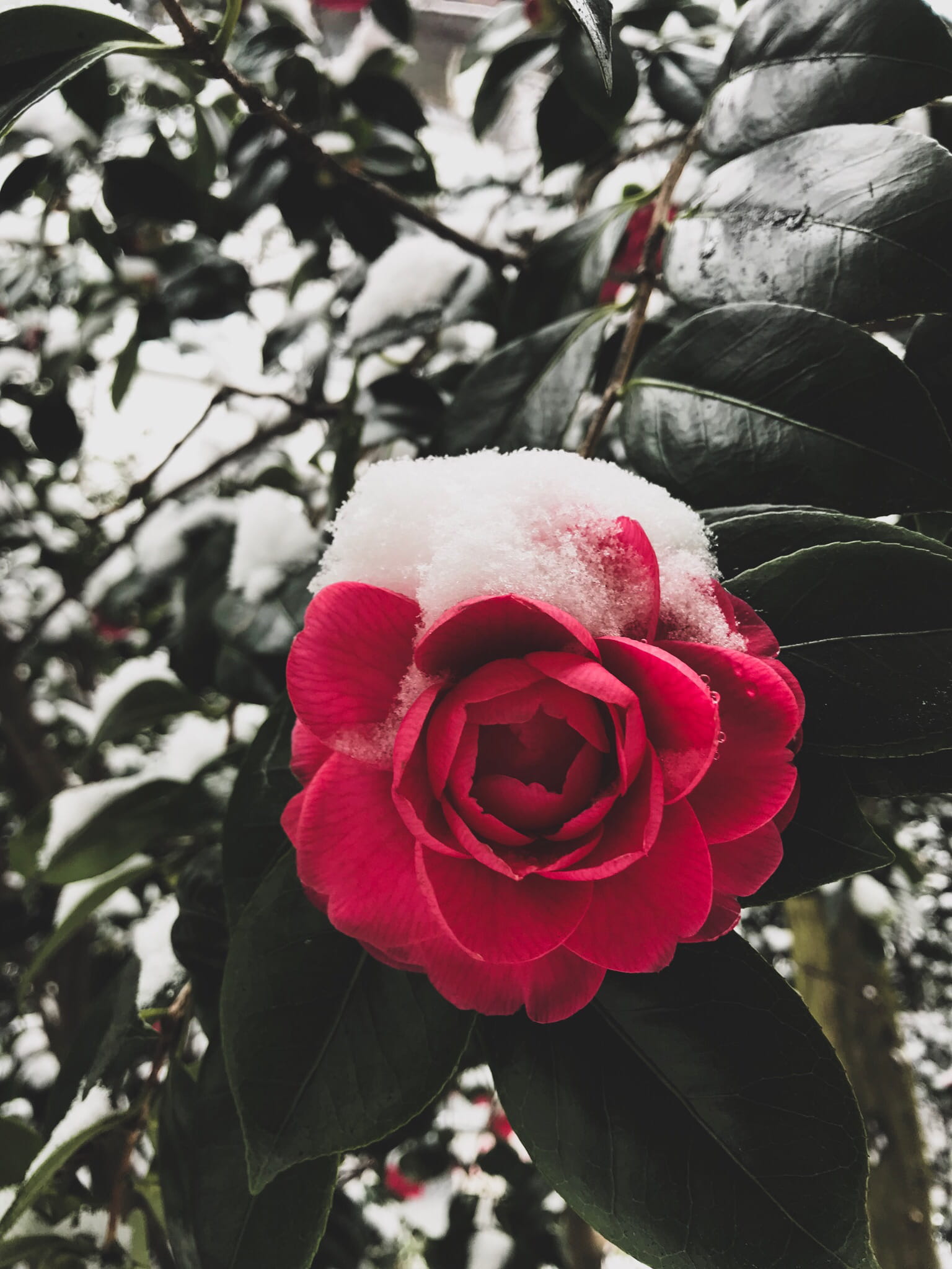 spain, rose - flower, flower, no people, focus on foreground, red, oviedo, freshness, nature, inflorescence, growth, fragility, flowering plant, plant part, Phone HD Wallpaper