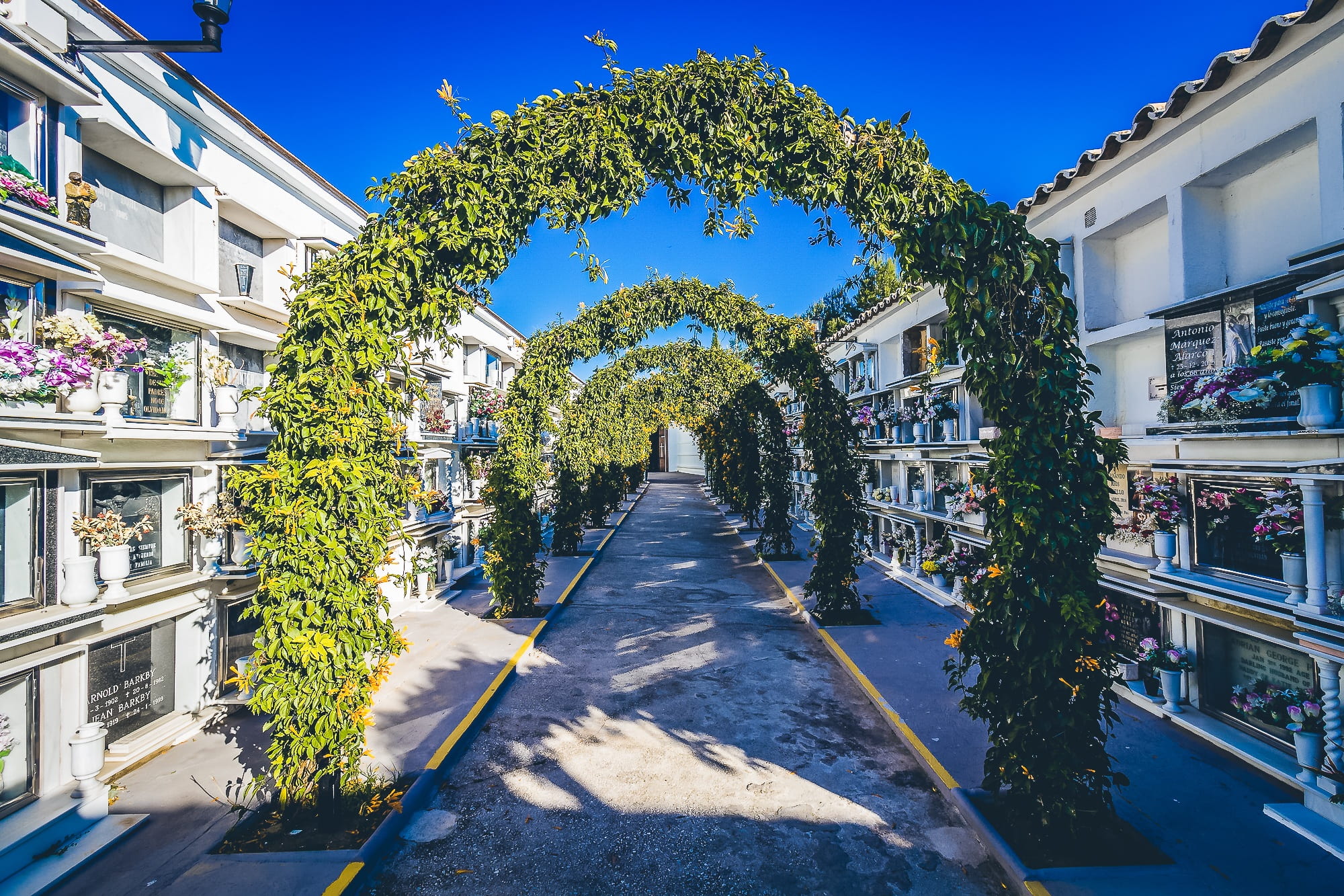 tree, nature, residential district, sky, building exterior, spain, architecture, plant, diminishing perspective, city, sunny, the way forward, direction, HD Wallpaper