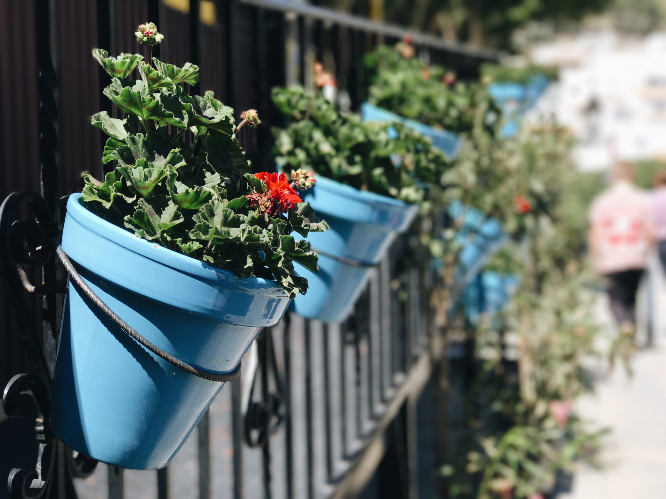 plant, botany, beauty in nature, outdoors, beautiful, growth, flower pot, colorful, flower, flowering plant, plants, 1080P, potted plant, building exterior, HD Wallpaper