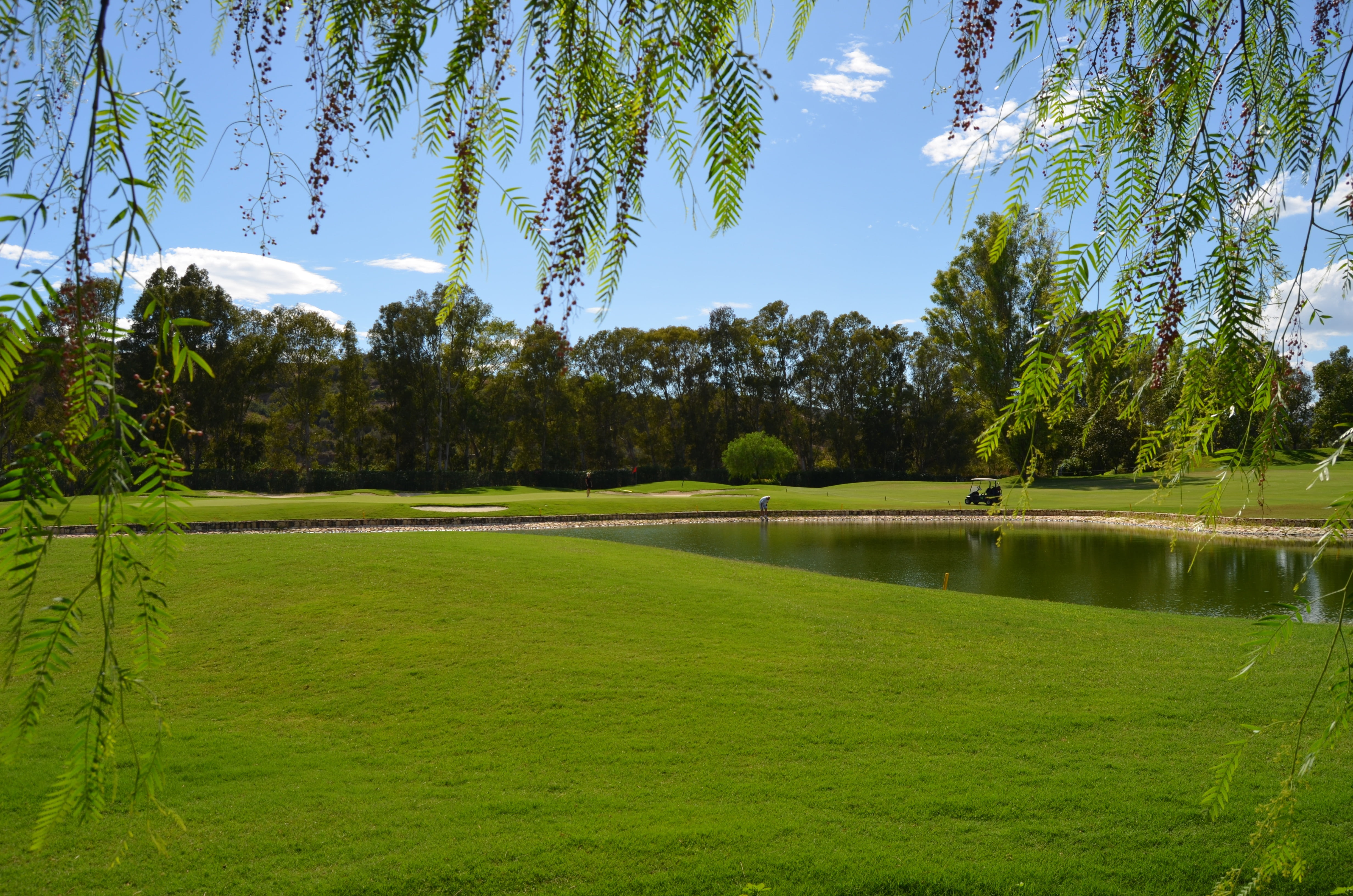 non-urban scene, tree, water, tranquil scene, golf, growth, mijas, 4K, no people, near, green - golf course, green color, plant, scenics - nature, grass, HD Wallpaper