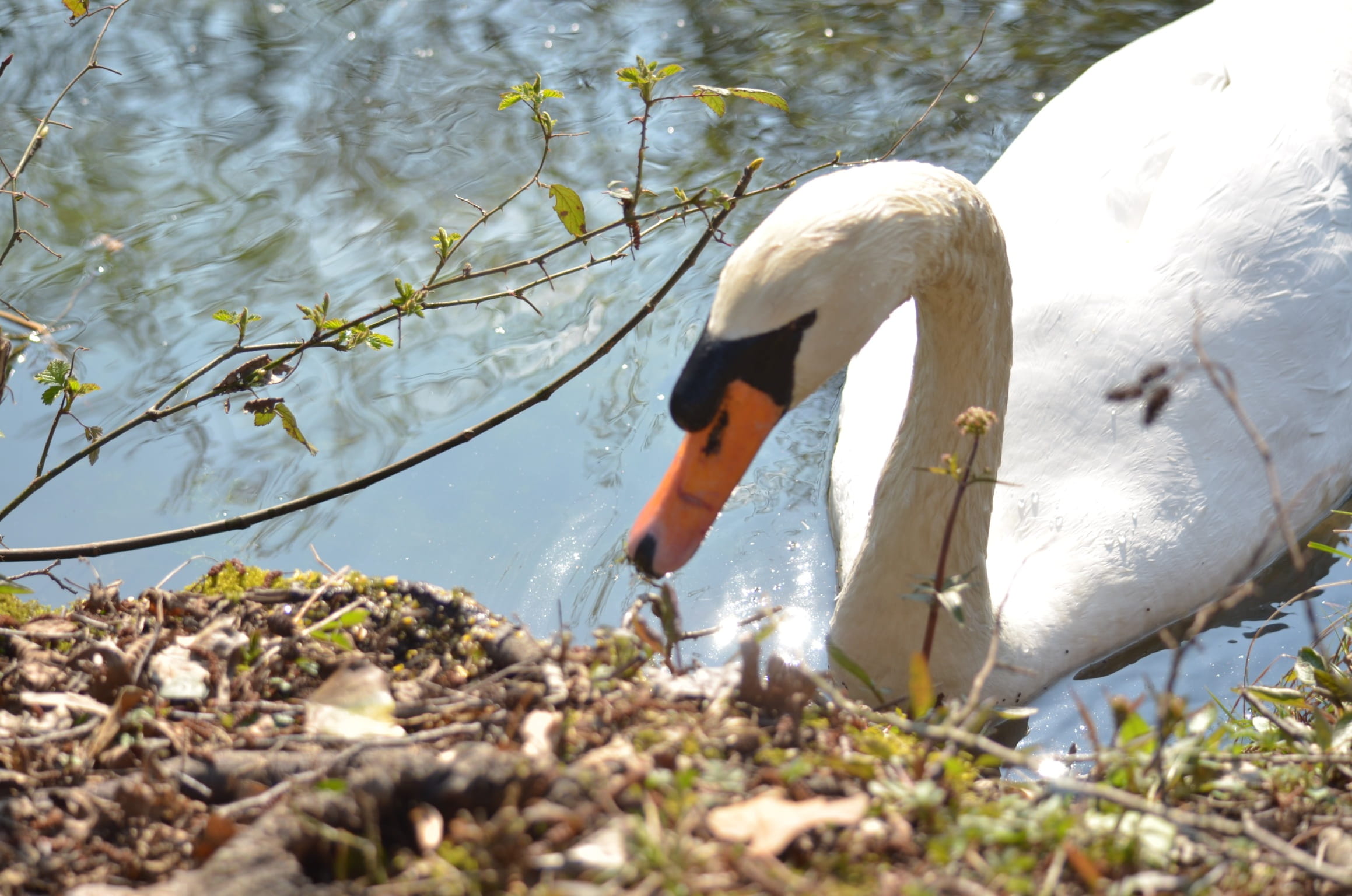 water bird, animal, vertebrate, water, @lake, beak, @river, @swan, swimming, drinking, @natura, swan, floating on water, @cigno, one animal, bird, day, HD Wallpaper