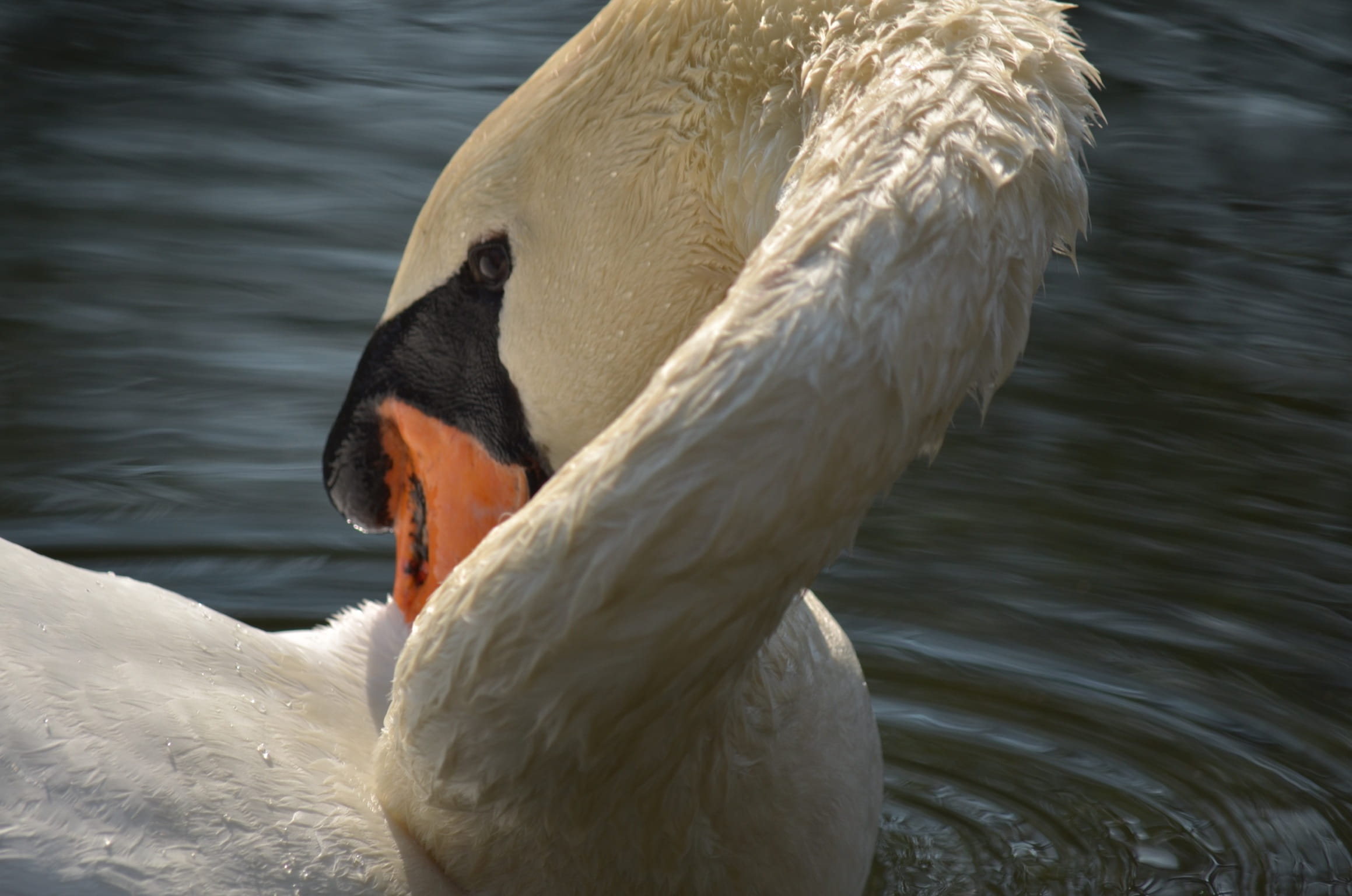 @cigno, animals in the wild, close-up, nature, animal wildlife, @lake, day, no people, beak, vertebrate, @swan, focus on foreground, @natura, bird, @bianco, HD Wallpaper