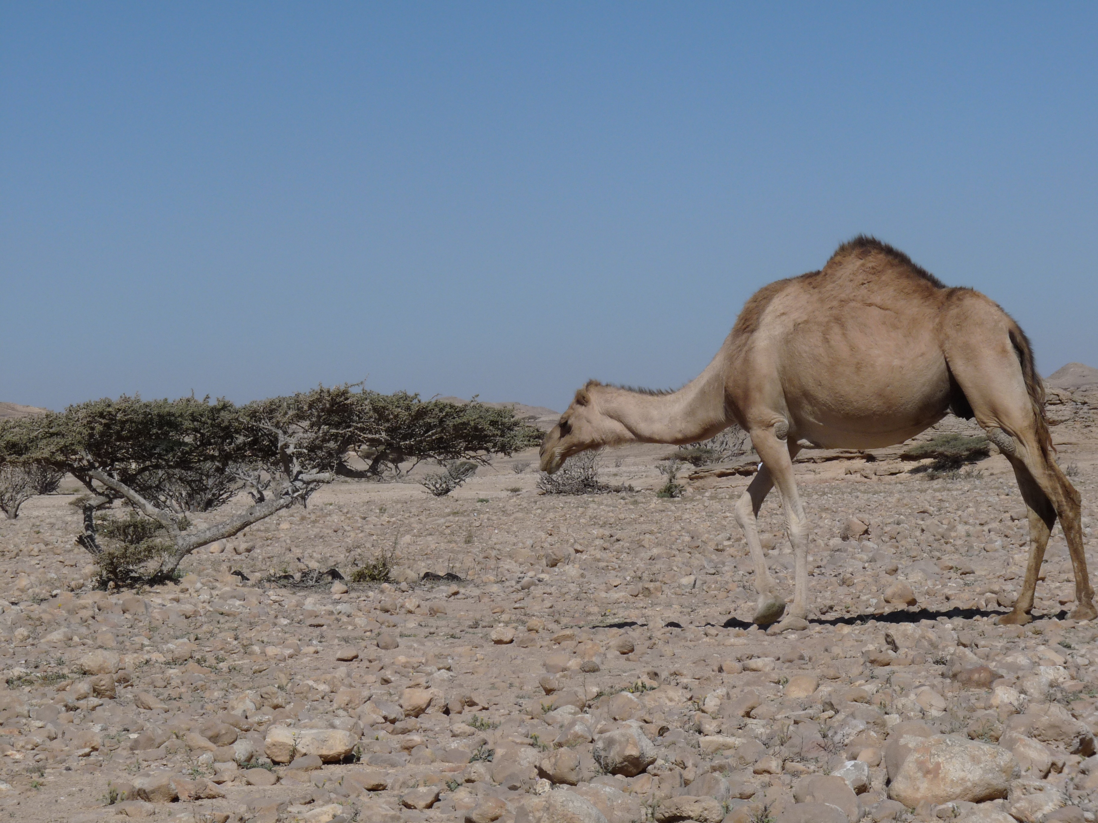 hot, domestic, nature, no people, oman, land, dry, climate, incense, vertebrate, sand, arabia, bush, clear sky, sky, mammal, desert, asia, pets, 2K, landscape, HD Wallpaper