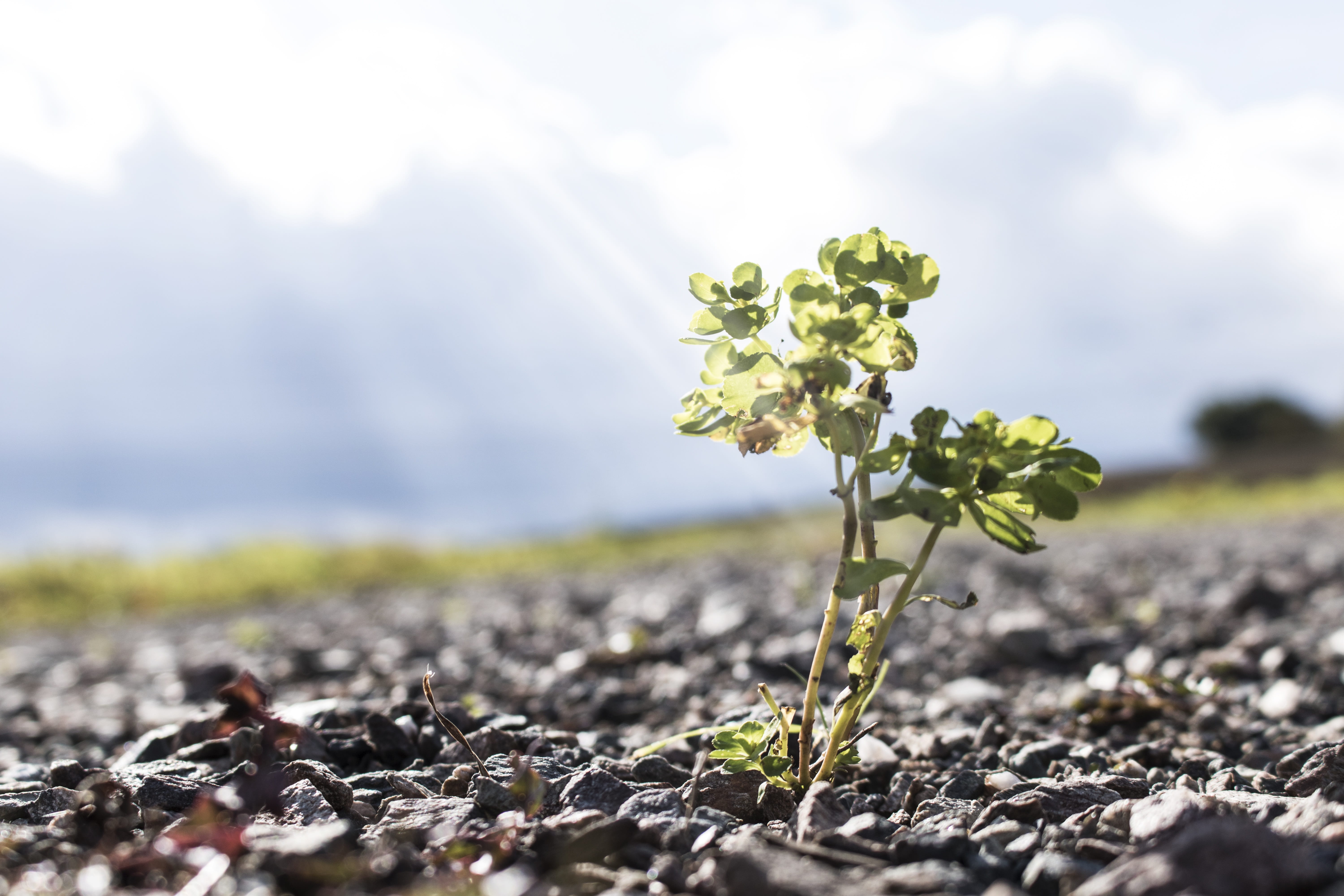 close-up, leafed, flower head, sunbeam, beginnings, freshness, steinig, day, landscape, selective focus, no people, growth, scree, photography, selective, HD Wallpaper