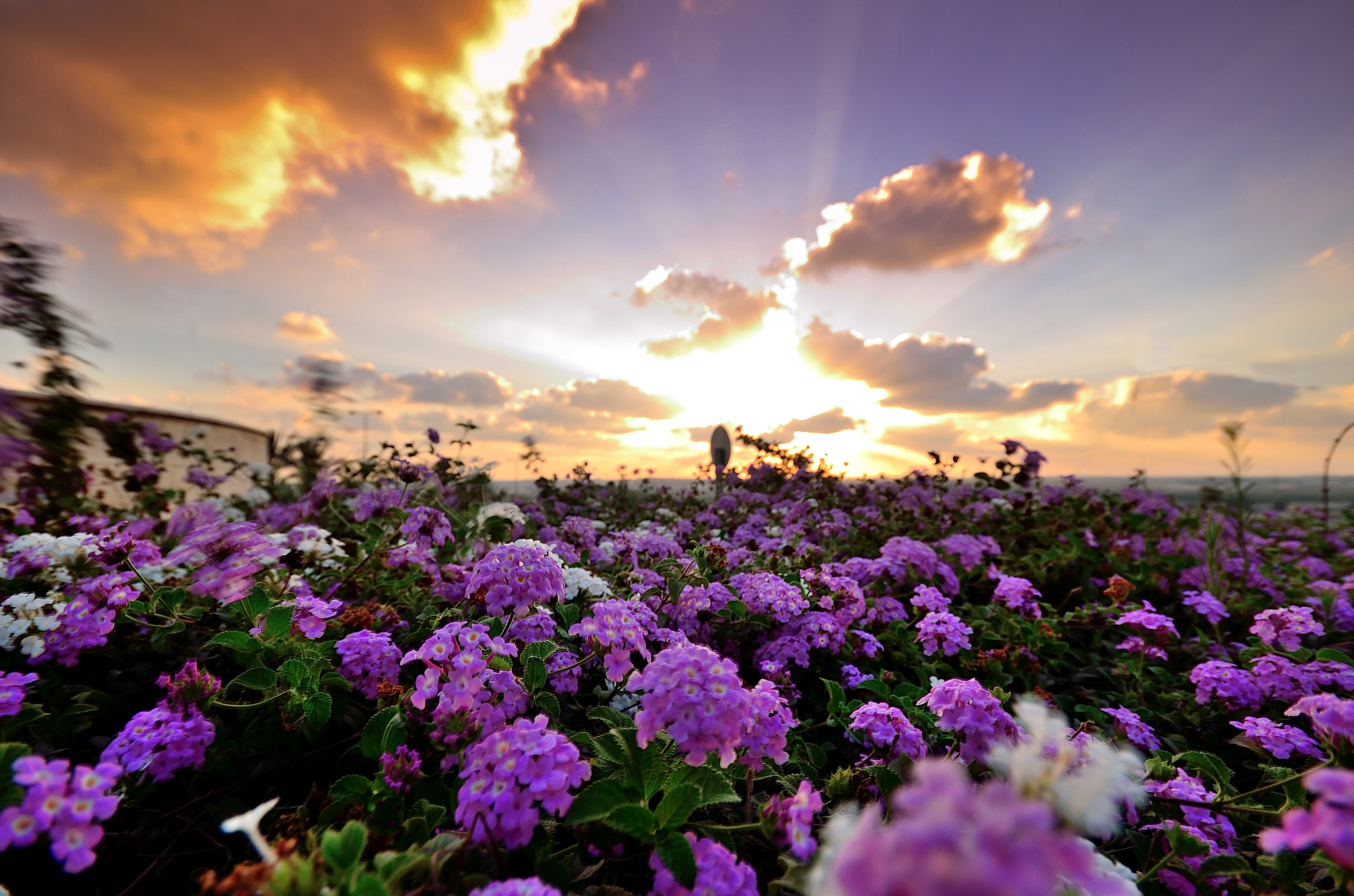 nikon  d5100, plant, petal, purple, nature, sunset, outdoors, sky, raw, ND8, sunlight, springtime, blue, field, sigma, flower, 4K, photo, beauty In Nature, HD Wallpaper