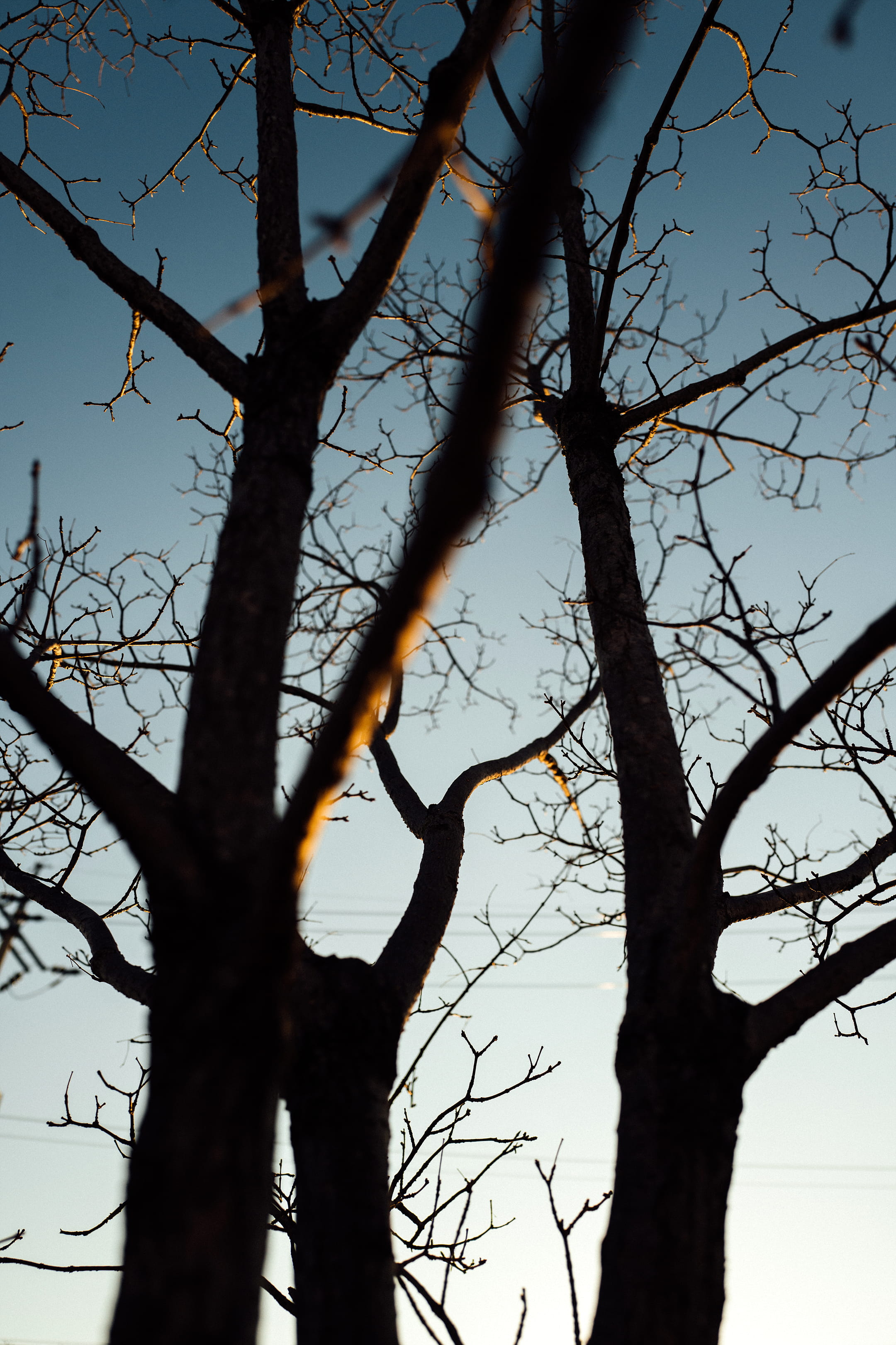 tree trunk, outdoors, grassland, bare tree, forest, leica, day, rawkkim, scenics - nature, daytime, morning, clear sky, no people, vegetation, korea, daejeon, Phone HD Wallpaper