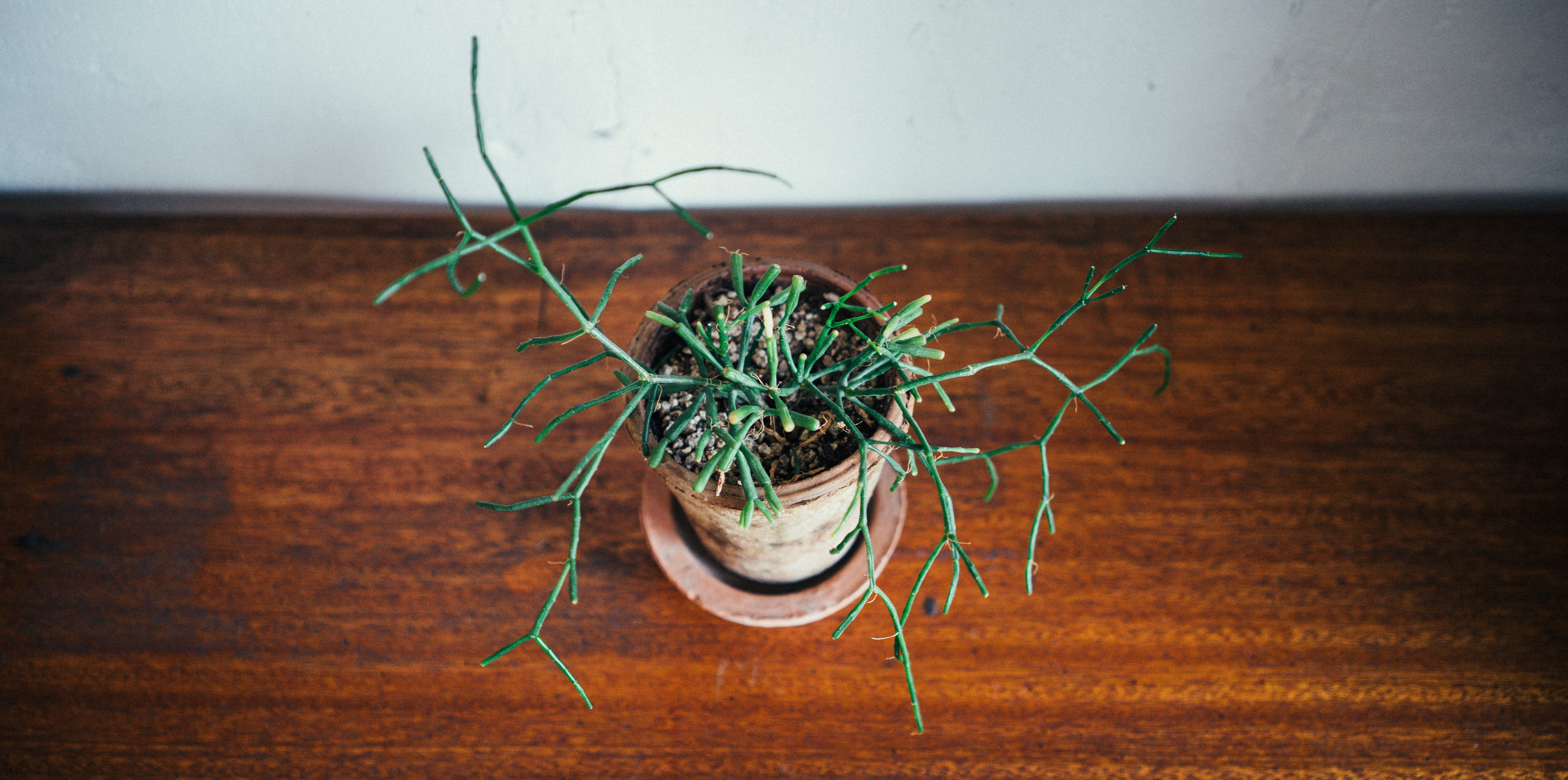 herb, plant, 5K, food and drink, food, green color, table, close-up, flowerpot, nature, indoors, wood - material, gardening, focus on foreground, no people, HD Wallpaper