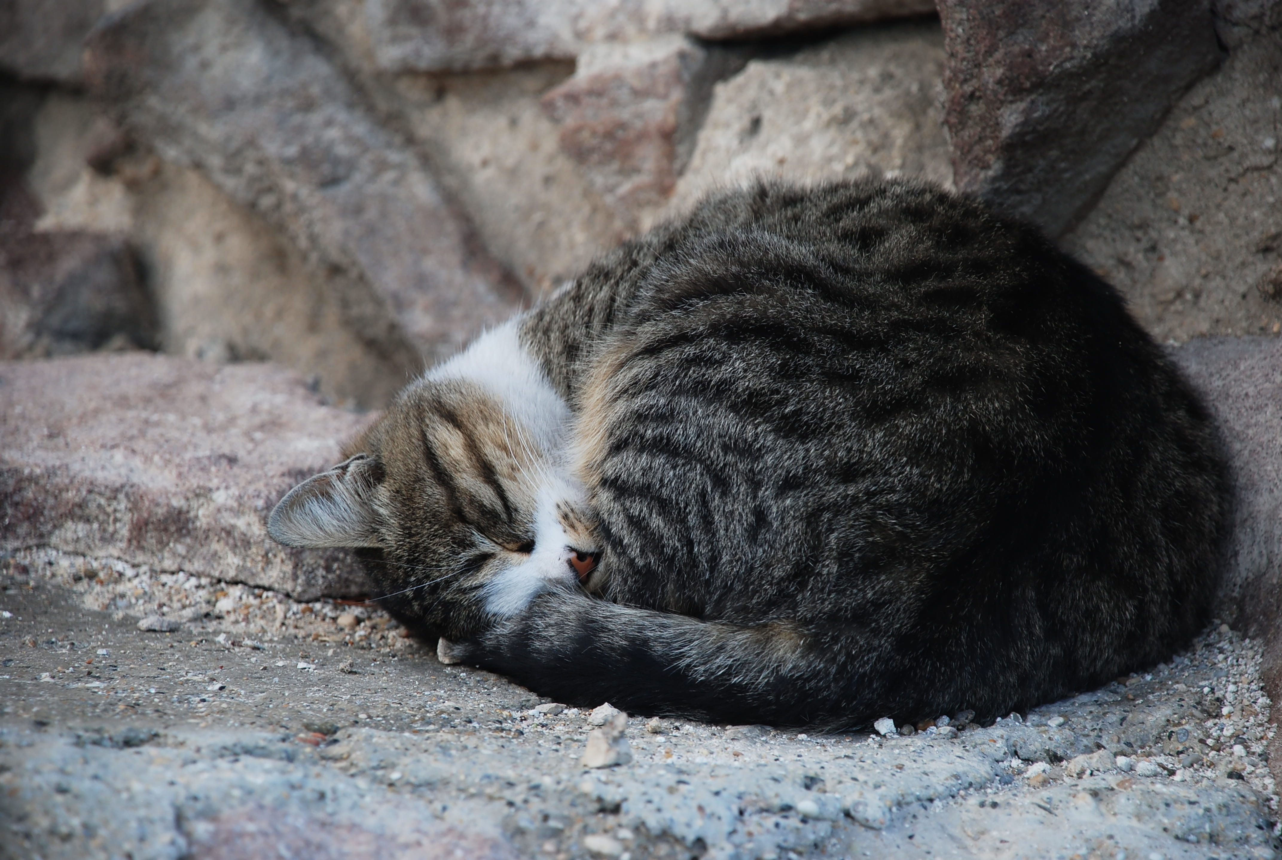 animal, resting, one animal, pets, alley cat, relaxation, tabby, pet, no people, feline, domestic, 4K, domestic cat, whisker, eyes closed, cat, vertebrate, HD Wallpaper