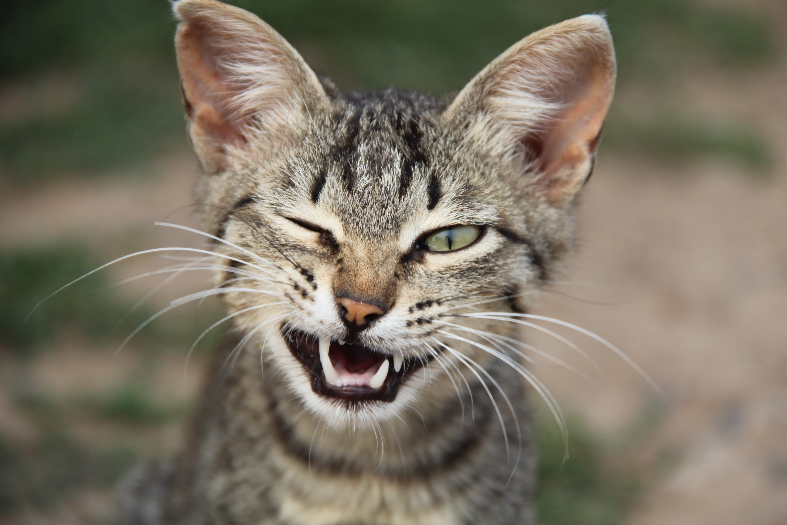 green eyes, fangs, 2K, mustache, a narrow pupil, ears, HD Wallpaper
