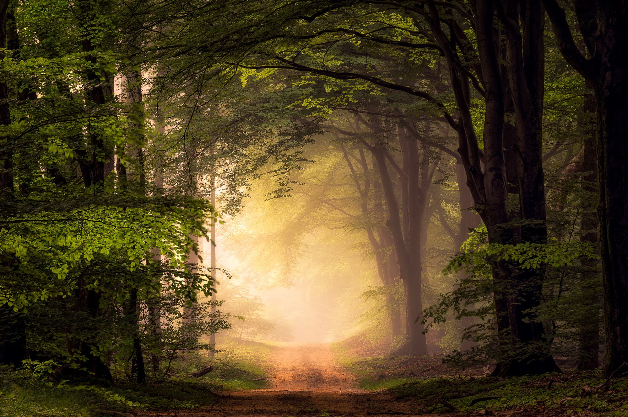 alone, nature, trees, forest, path, 1080P, mist, dirt road, landscape, HD Wallpaper