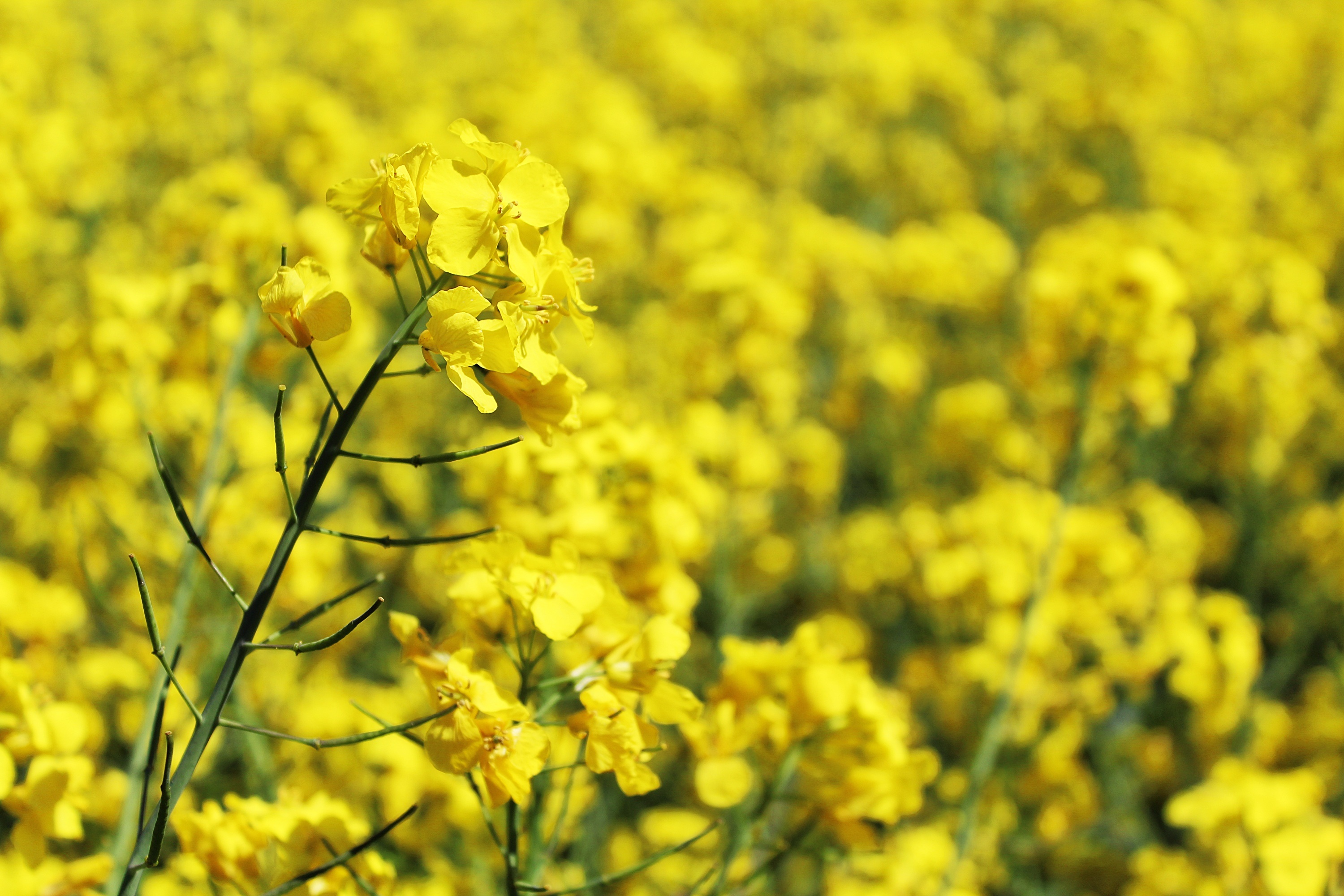 rape blossom, harvest, rare plant, flower, arable, flower head, cultivation, fragility, bright, agricultural operation, outdoors, flowering plant, oilseed rape, HD Wallpaper