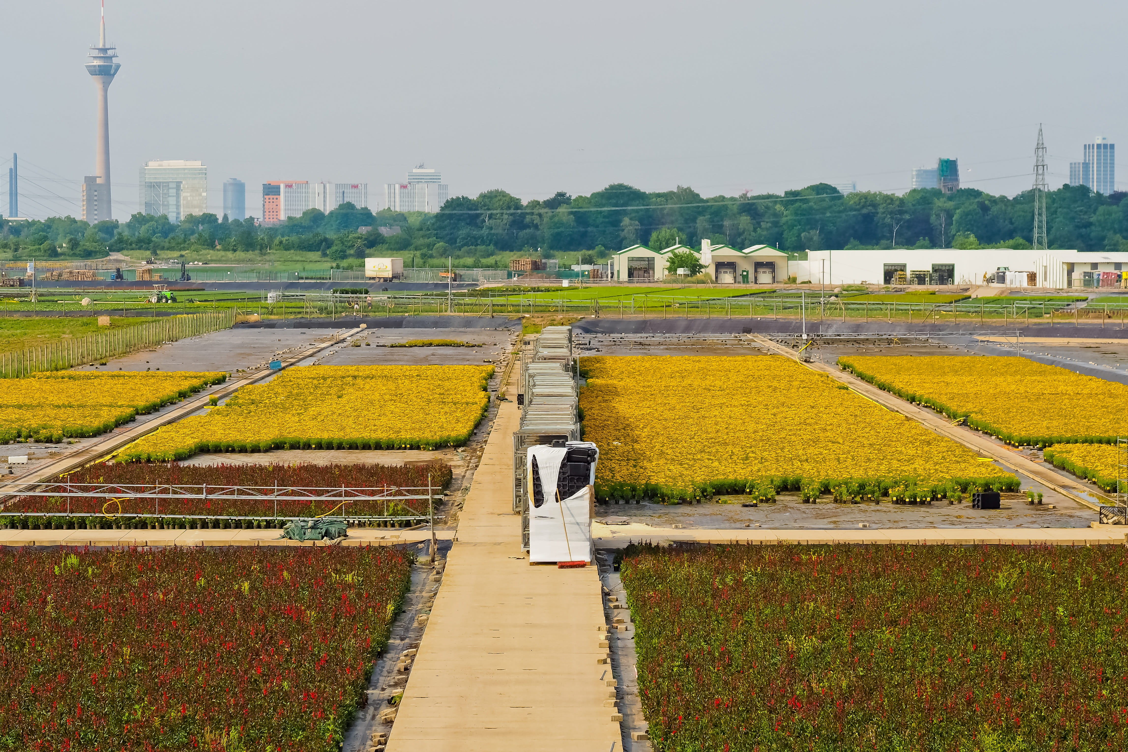 production, agriculture, tree, flower wholesalers, operation, plant, land, field, city, wholesalers, nature, built structure, day, sea of flowers, rural scene, HD Wallpaper