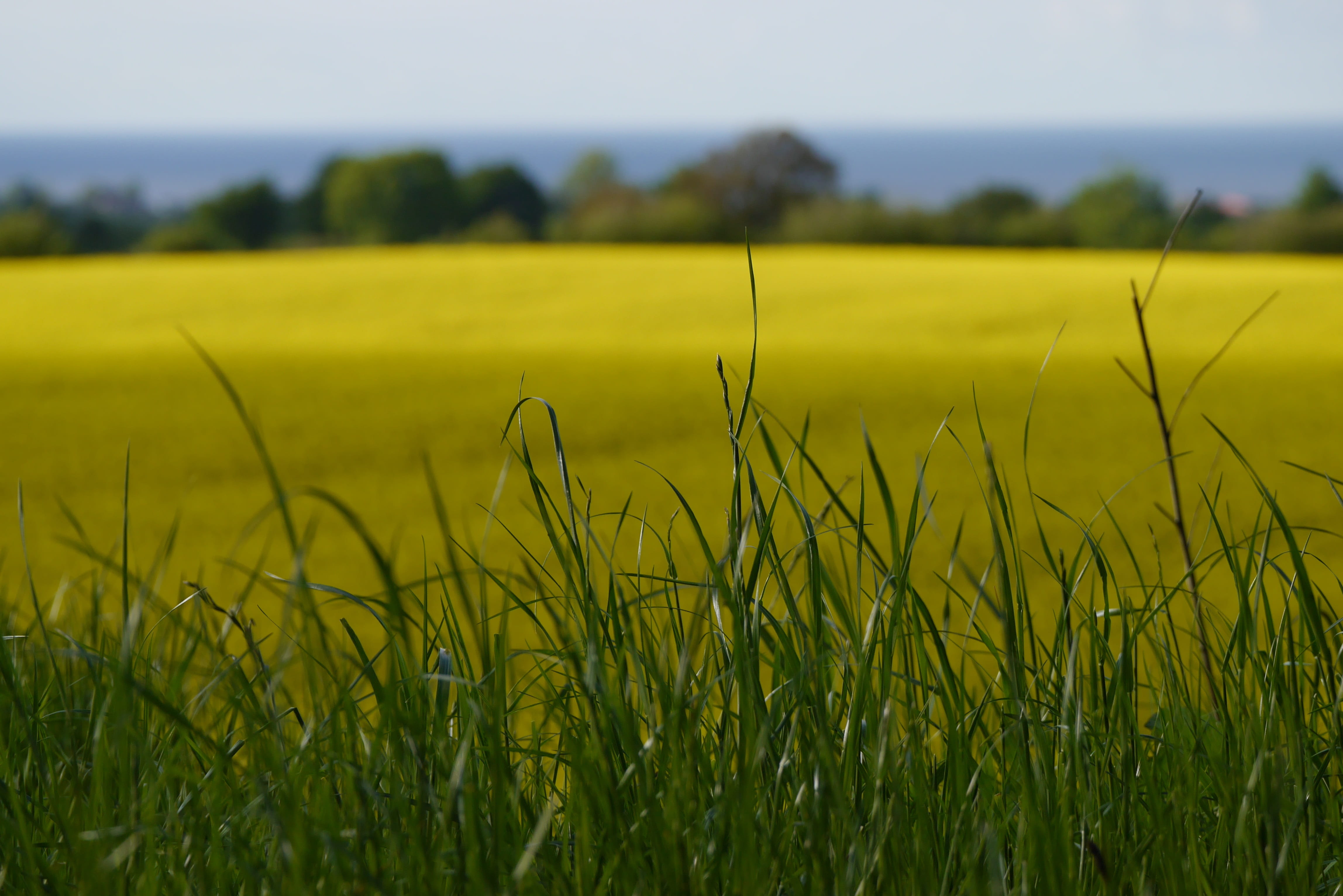 no people, beauty in nature, landscape, oilseed, rural scene, selective focus, sky, day, Oilseed Rape, nature, rapeseeds, yellow, bloom, bright, green color, HD Wallpaper