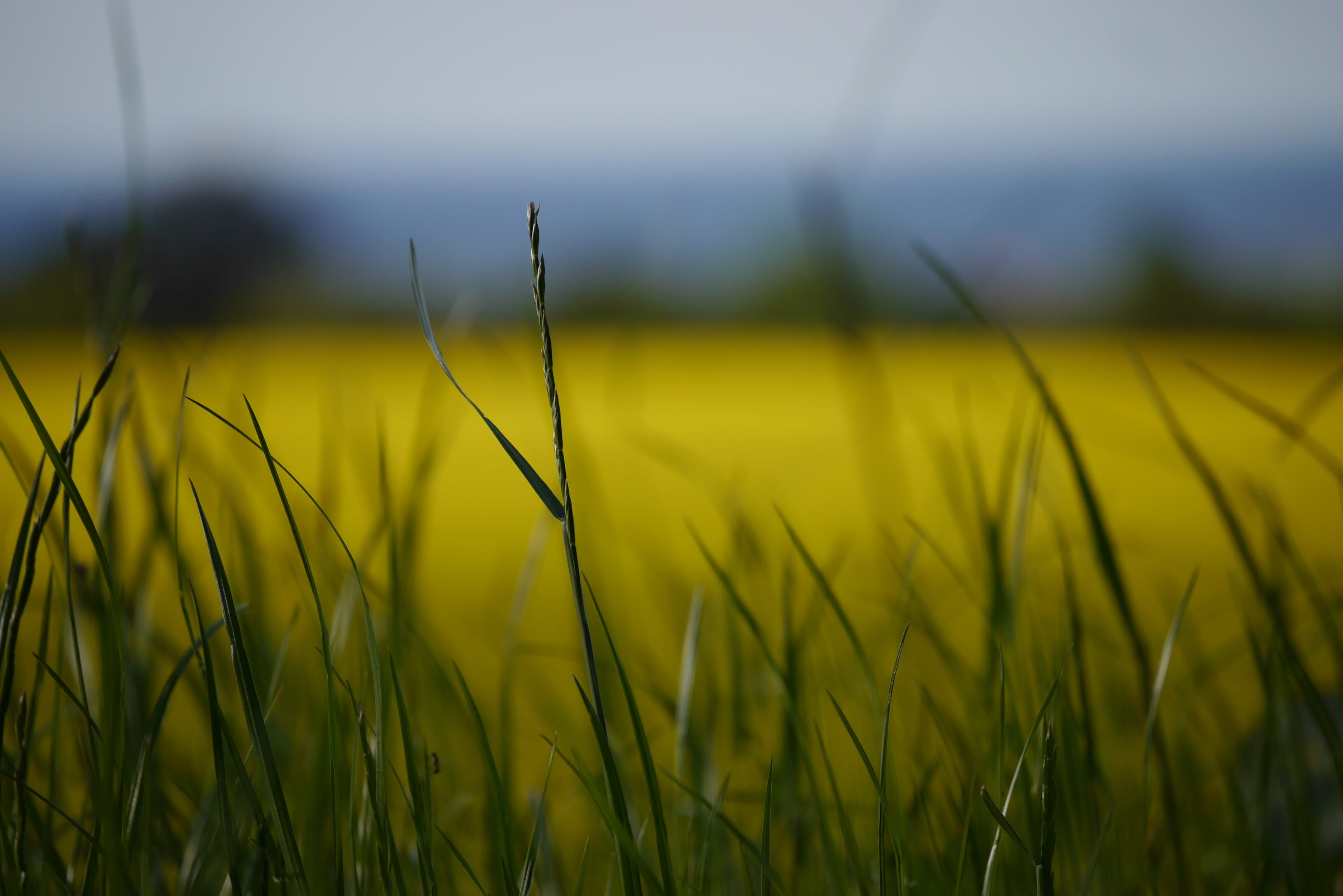 summer, field, blossom, tranquility, rare plant, land, nature, grass, environment, agriculture, green color, landscape, rural scene, farm, agricultural operation, HD Wallpaper