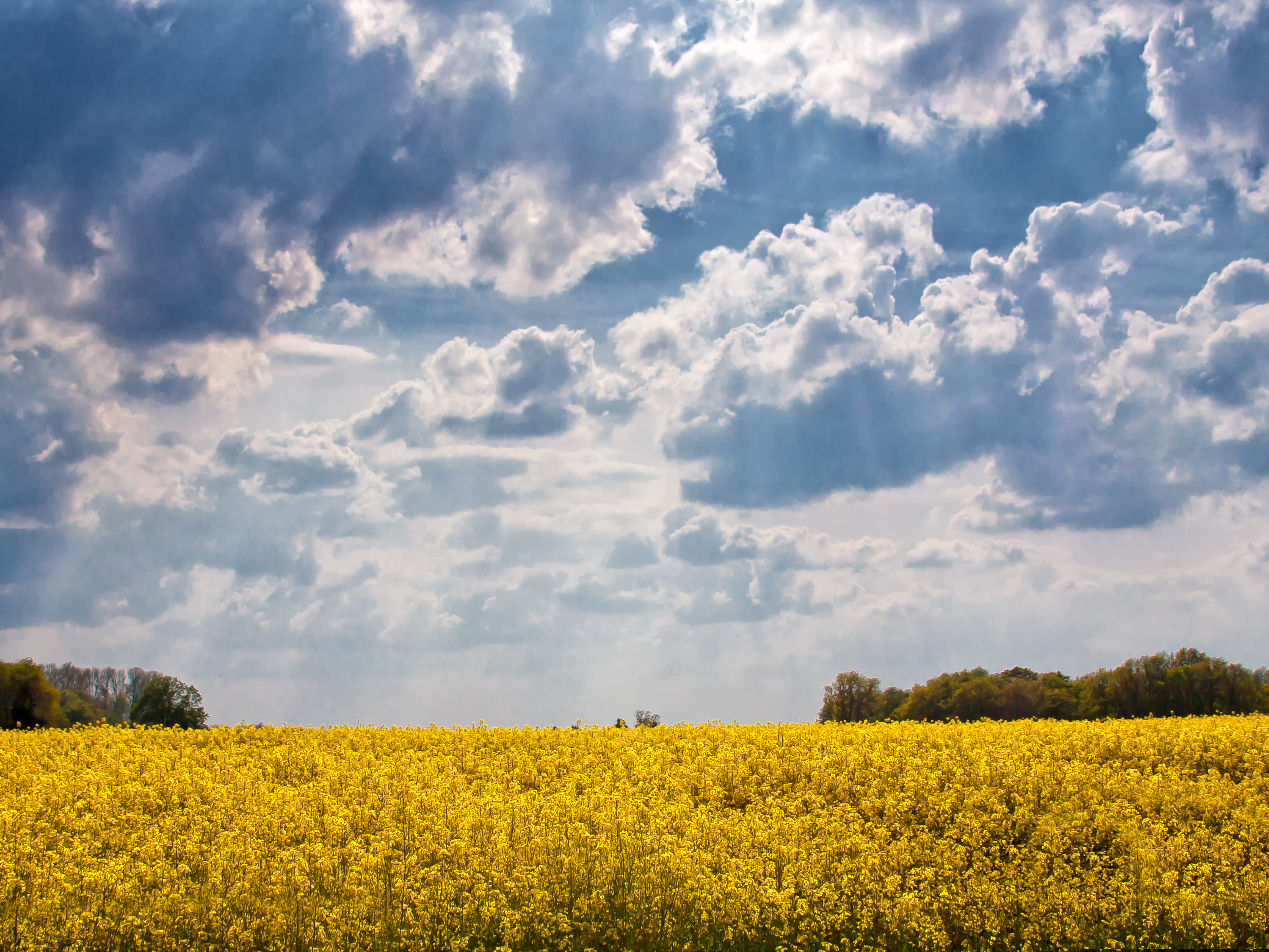 land, agricultural operation, scenics, clouds, oilseed rape, agriculture, summer, meadow, rapeseed oil, field of rapeseeds, rape blossom, nature, spring, HD Wallpaper