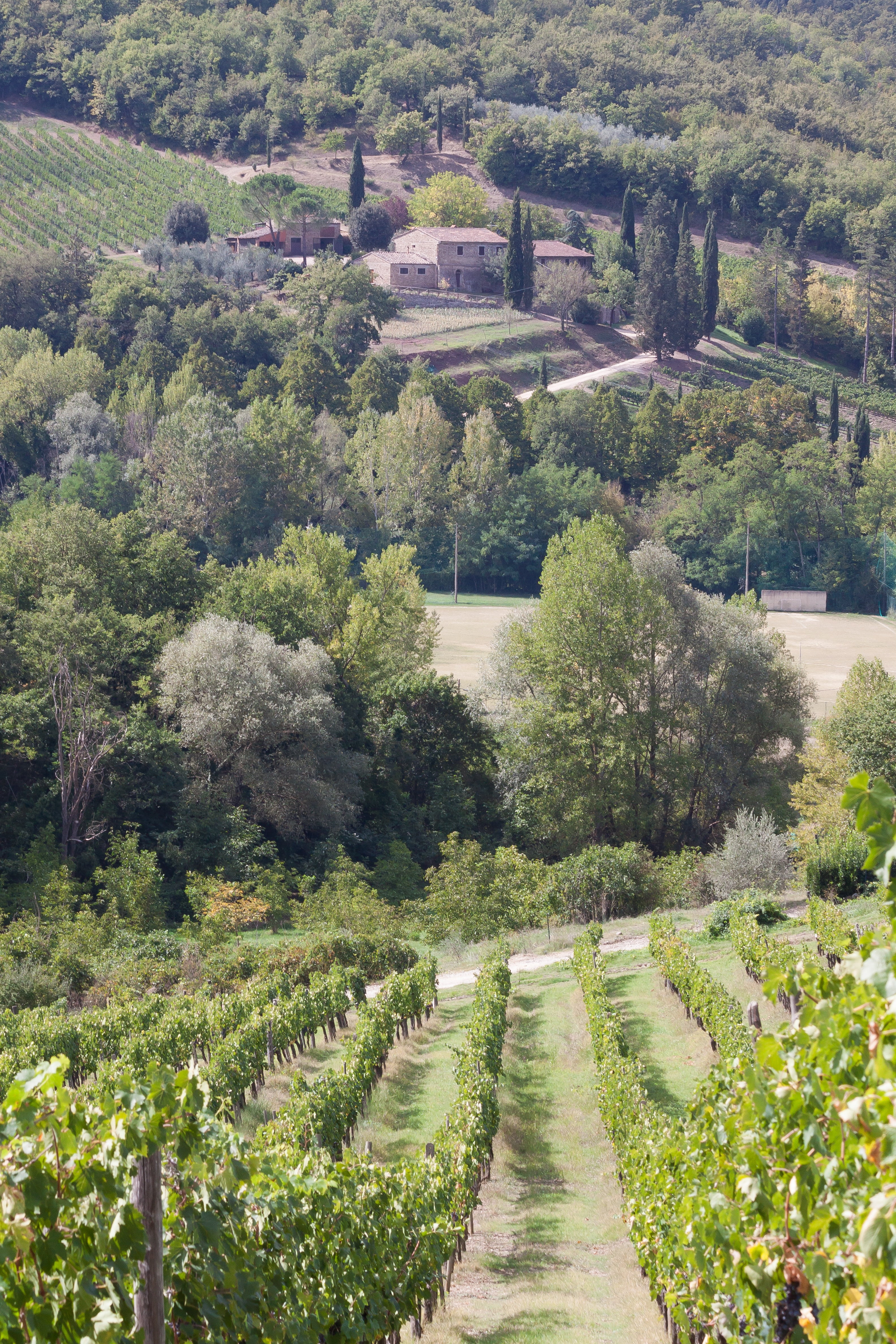 direction, winemaking, farm, scenics, autumn, 4K, vineyard, gut, tuscany, footpath, rural Scene, green Color, no people, beauty in nature, the way forward, Phone HD Wallpaper