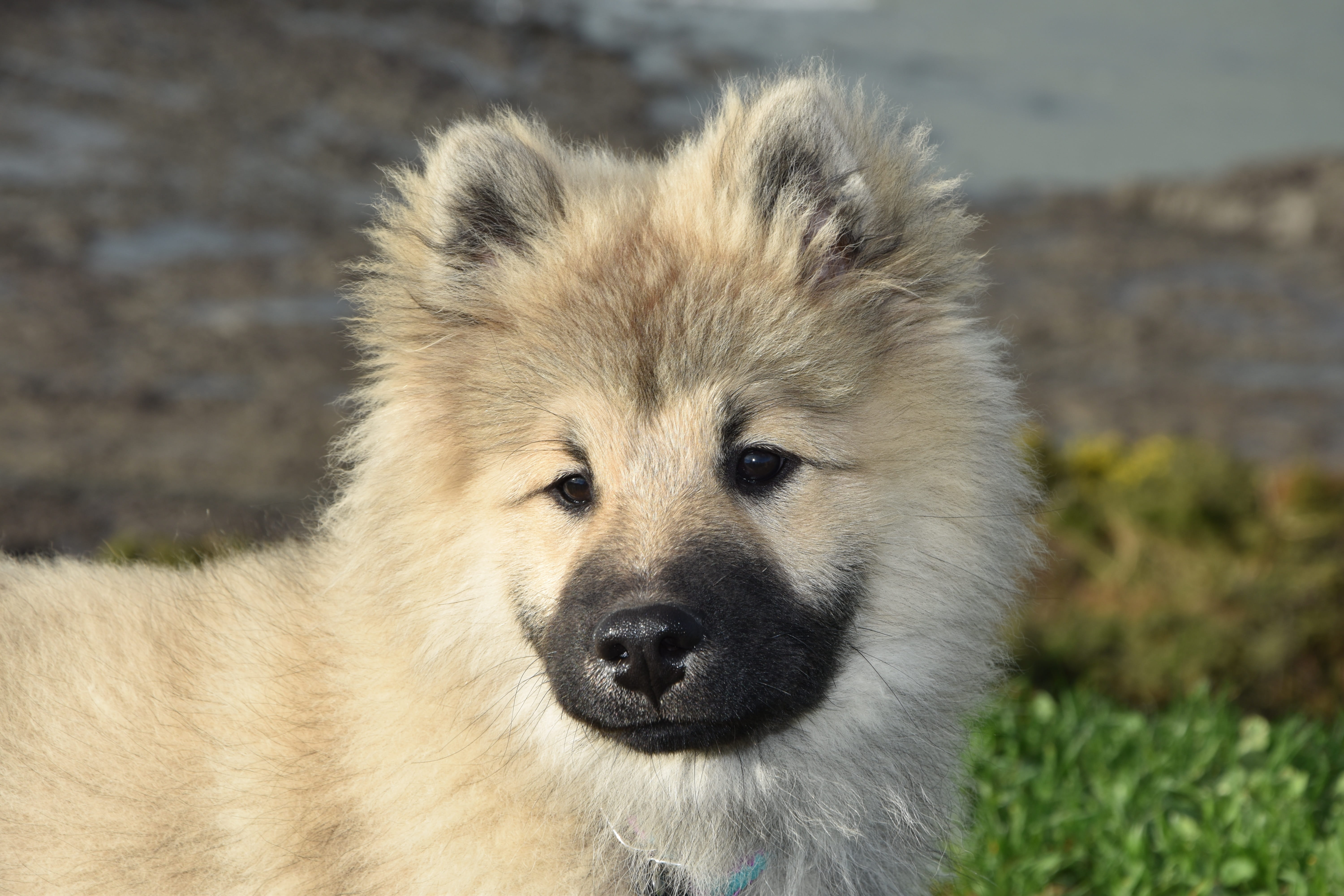 domestic animals, day, mammal, one animal, eurasier puppy, portrait, dog, young dog eurasier, animal themes, domestic, animal, focus on foreground, canine, HD Wallpaper