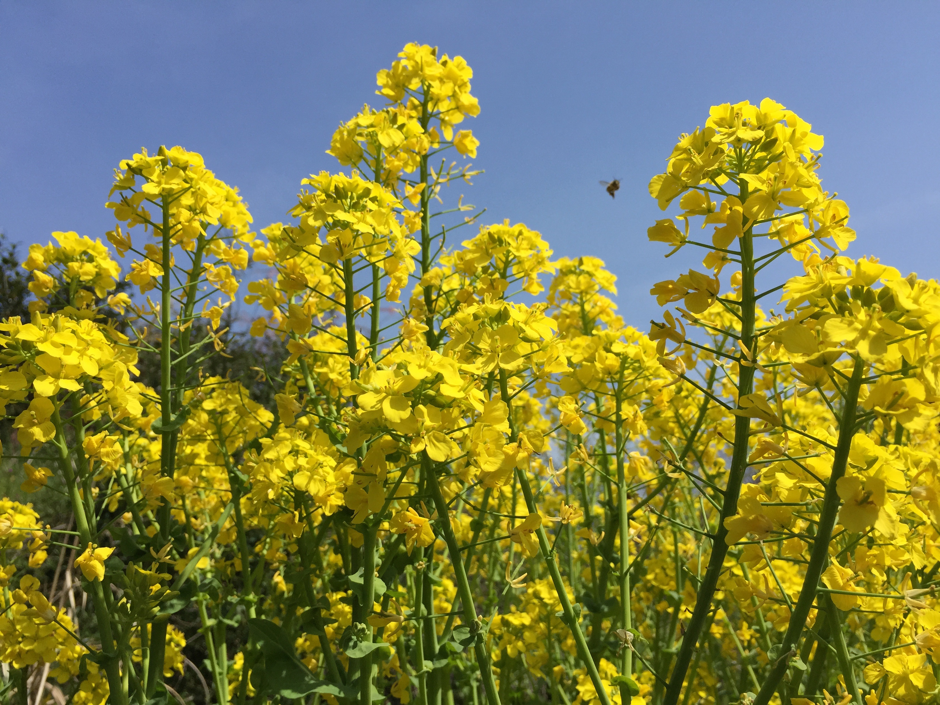 vulnerability, day, nature, rape blossoms, fragility, spring, no people, field, crop, yellow, 2K, mustard plant, blossom, beauty in nature, flower, growth, HD Wallpaper