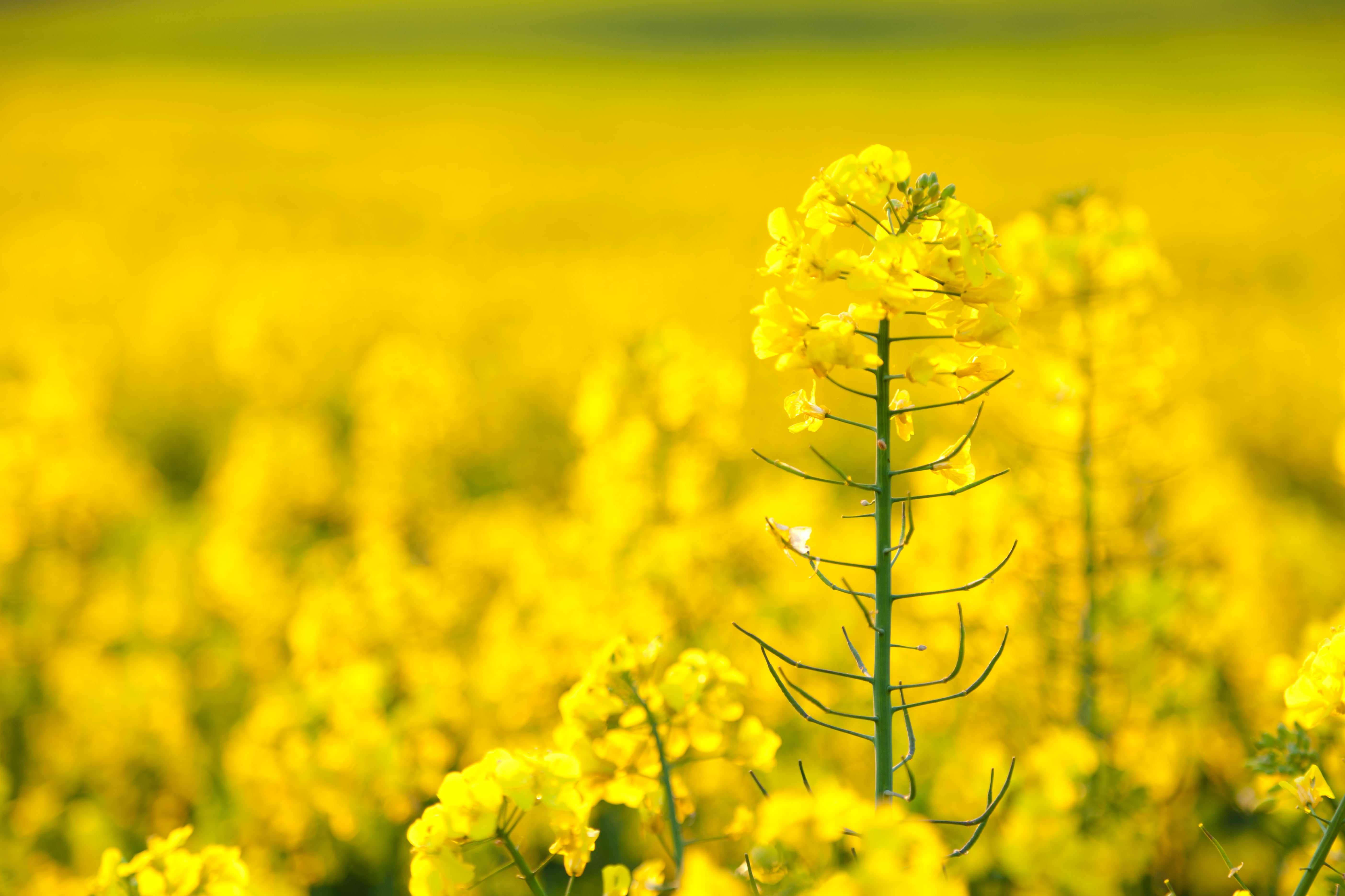 landscape, growth, beauty in nature, no people, freshness, crop, environment, springtime, scenics - nature, nature, field, flowering plant, 5K, rape, farm, HD Wallpaper