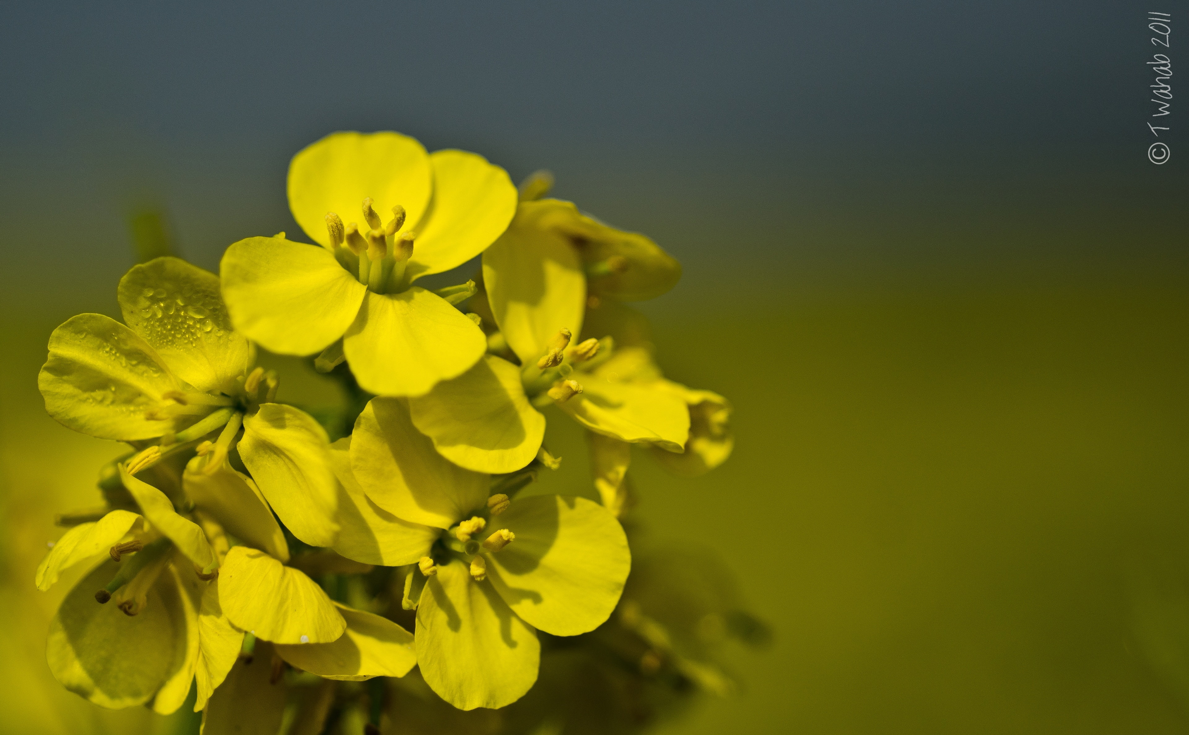 duluvita, petal, inflorescence, fragility, brassicajuncealczern, growth, bangladesh, flowers, flowering plant, beauty, beauty in nature, day, yellow, flower, HD Wallpaper