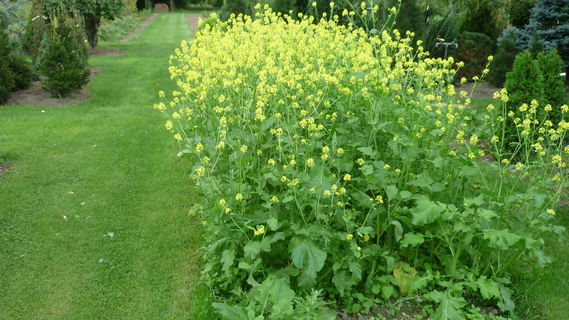 freshness, yellow, grass, land, flowers group, nursery, park, day, flower, rush, plant, vulnerability, flowering plant, outdoors, summer, tranquil scene, HD Wallpaper
