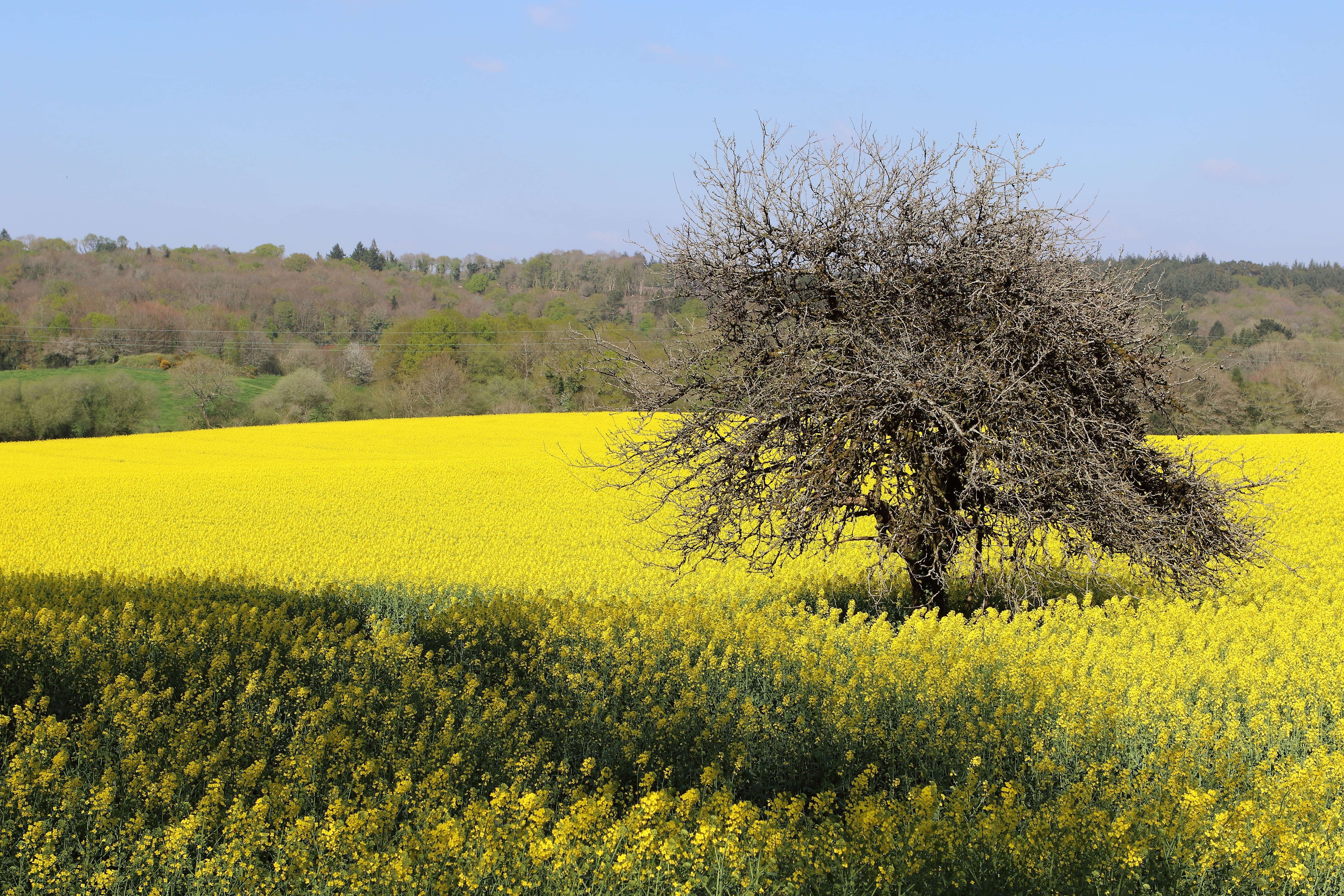 growth, scenics - nature, environment, flower, mustard plant, springtime, prairie, land, no people, landscape, rural scene, beauty in nature, tranquil scene, HD Wallpaper