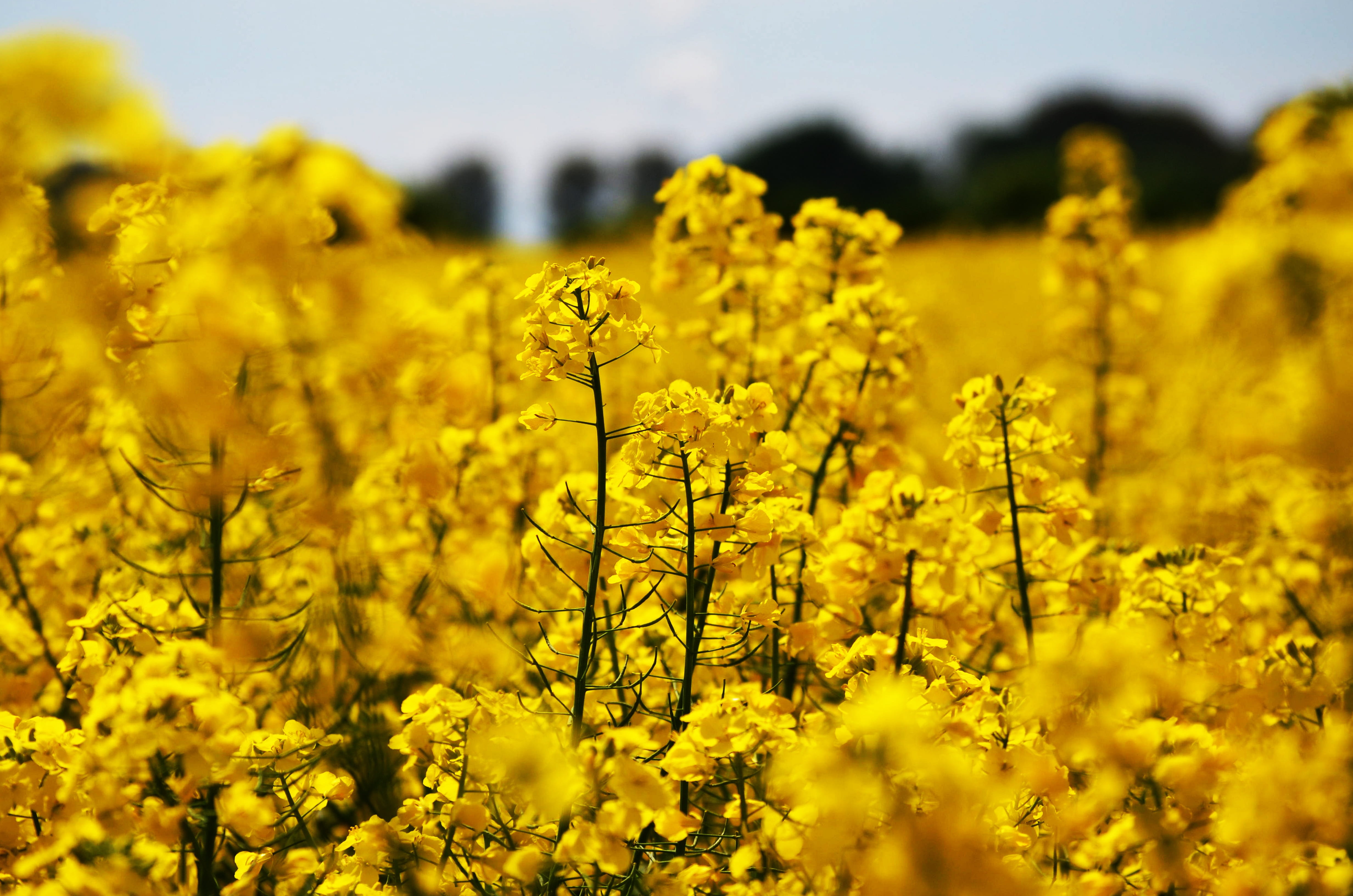 plant, rural scene, beauty in nature, no people, 4K, freshness, outdoors, mustard, rapeseed oil, landscape, oilseed rape, springtime, growth, selective focus, HD Wallpaper