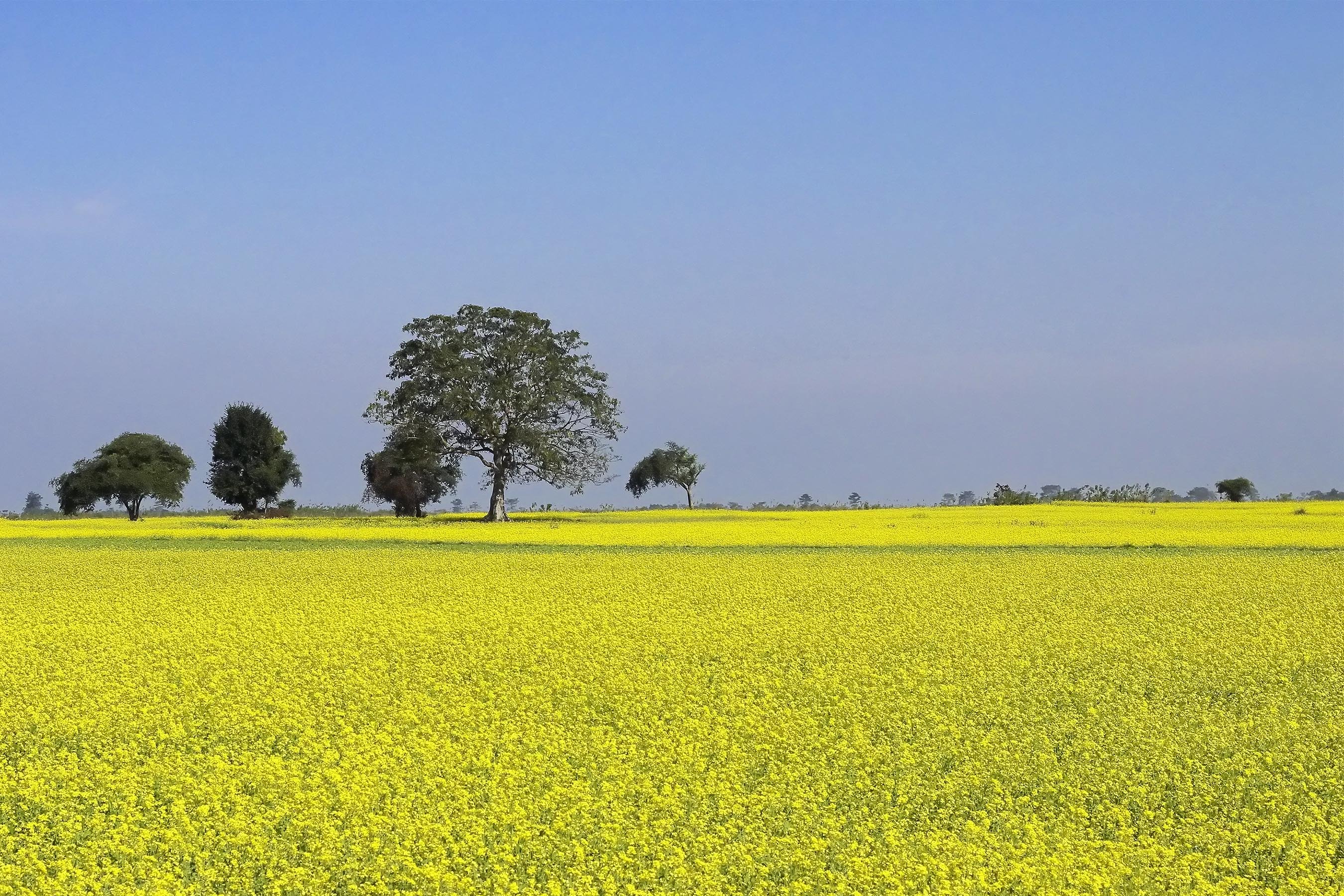 yellow, farm, growth, flower, environment, rural Scene, cultivation, daytime, outdoors, summer, green, scenics - nature, beauty in nature, farming, 2K, HD Wallpaper