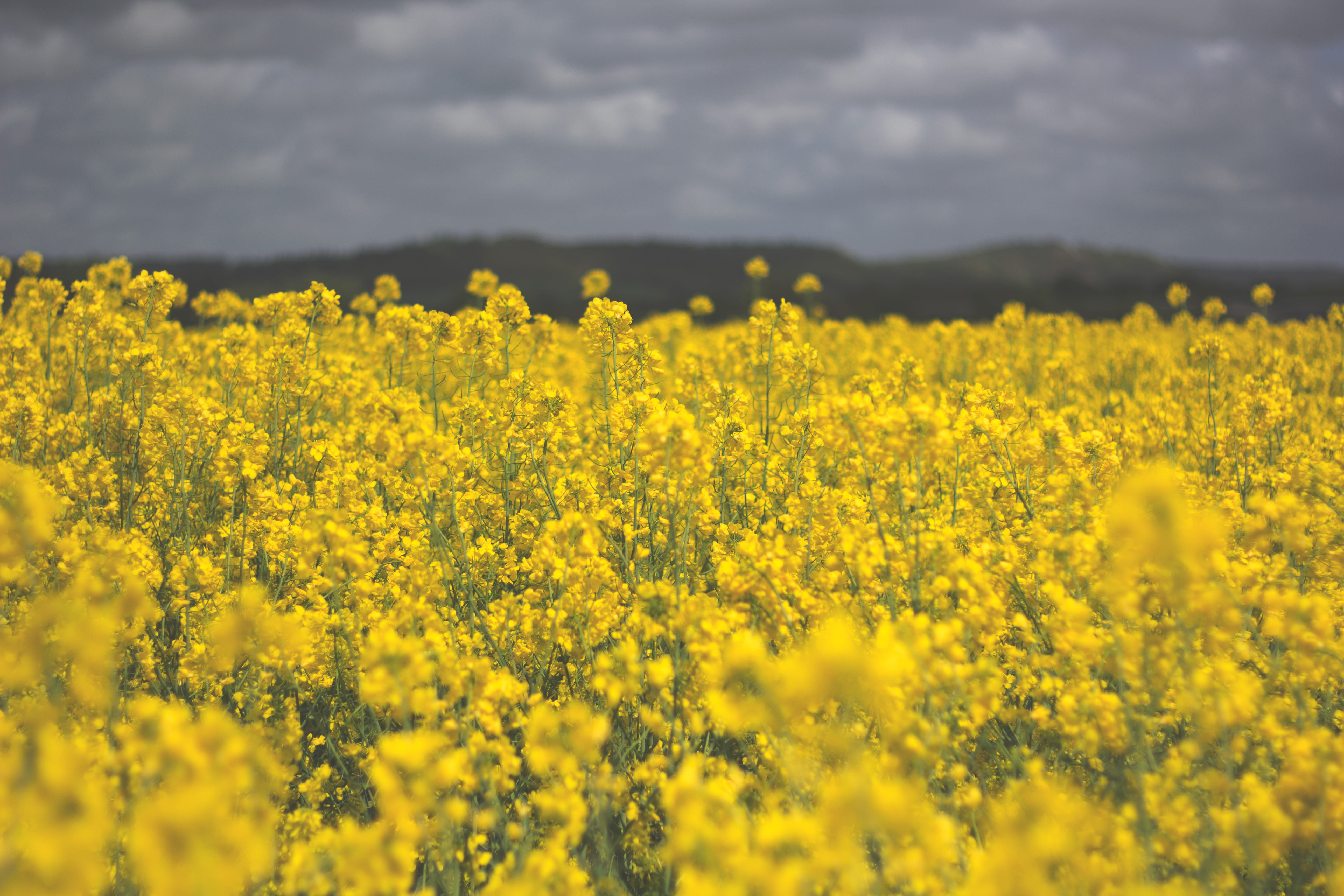 tranquility, outdoors, flower, sky, beauty in nature, agriculture, yellow, flowerbed, crop, summer, springtime, nature, oilseed rape, day, spring, farm, HD Wallpaper