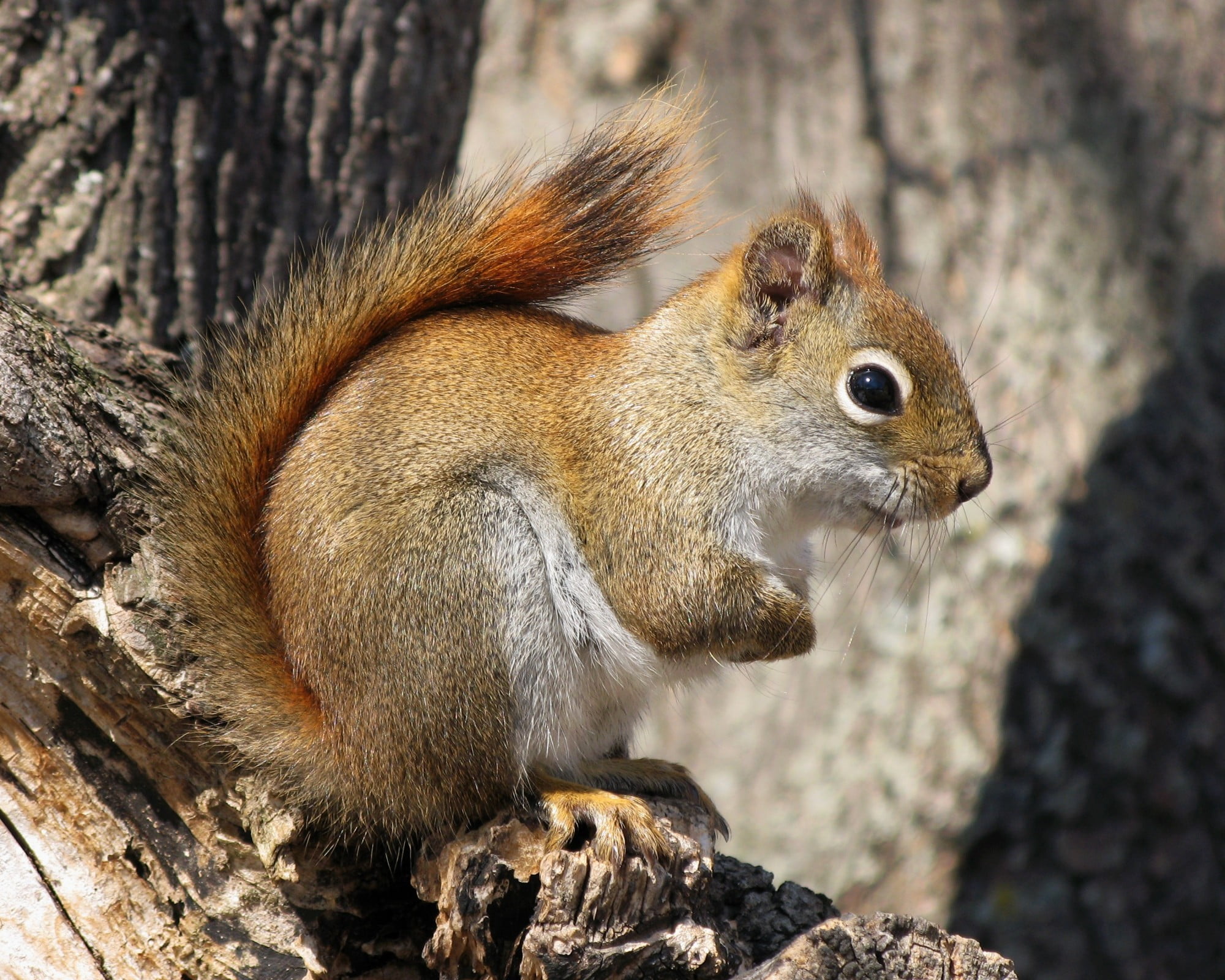 Tamiasciurus hudsonicus, wildlife, brown, forest, photo, Canon PowerShot G7, animal, outdoors, Québec, cute, rongeur, squirrel, 1080P, nature, Sciuridae, HD Wallpaper