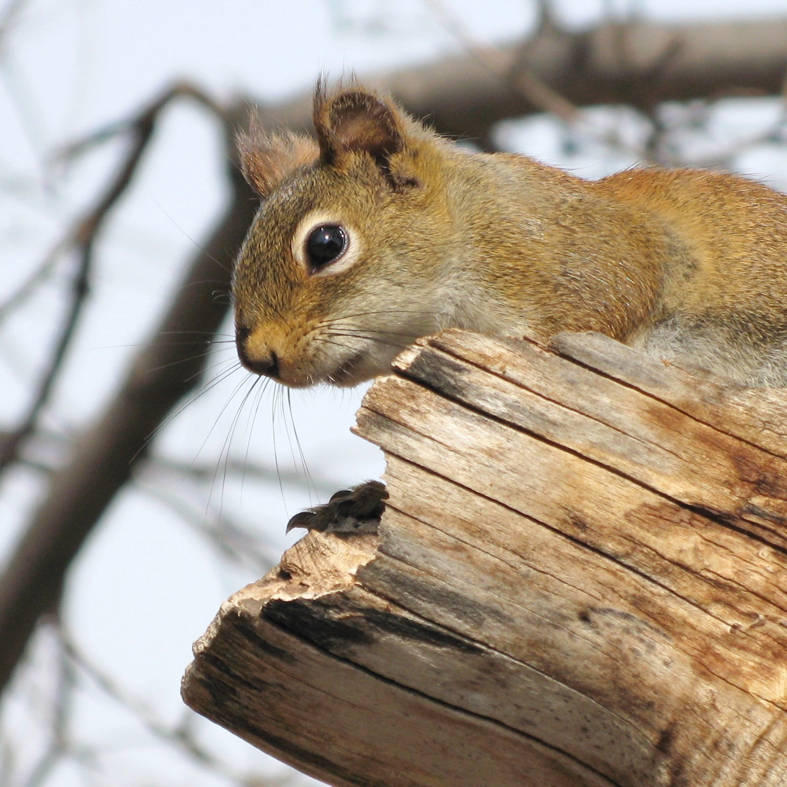 Pine squirrel, squirrel, wood, log, Sciuridae, 720P, cute, GG, rodent, Canon PowerShot G7, Red Squirrel, tree, Canada, brown, red, Tamiasciurus hudsonicus, Phone HD Wallpaper