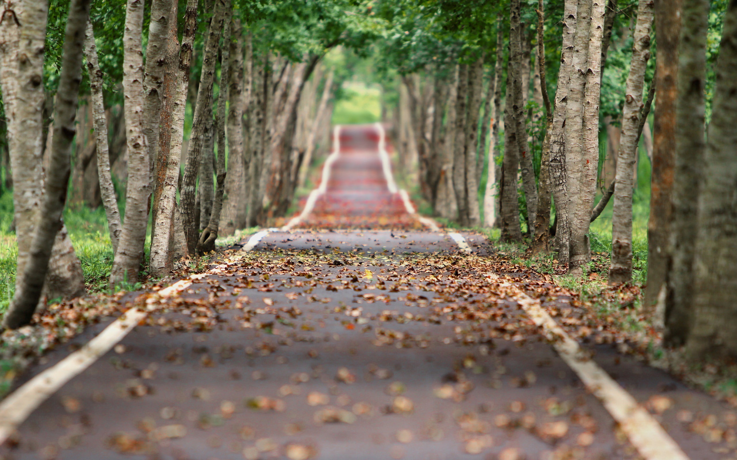 road, surface level, lined, forest, high, treelined, plant, no people, land, day, growth, nature, direction, trunk, selective focus, wall, vanishing point, HD Wallpaper