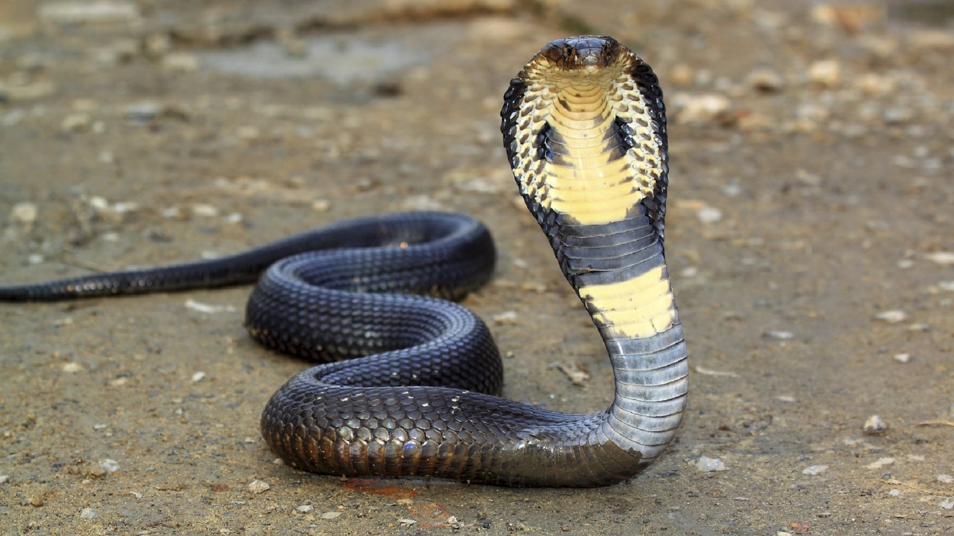 1080P, close-up, animal scale, snake, animal body part, zoo, nature, animals in the wild, communication, day, animal wildlife, focus on foreground, reptile, HD Wallpaper